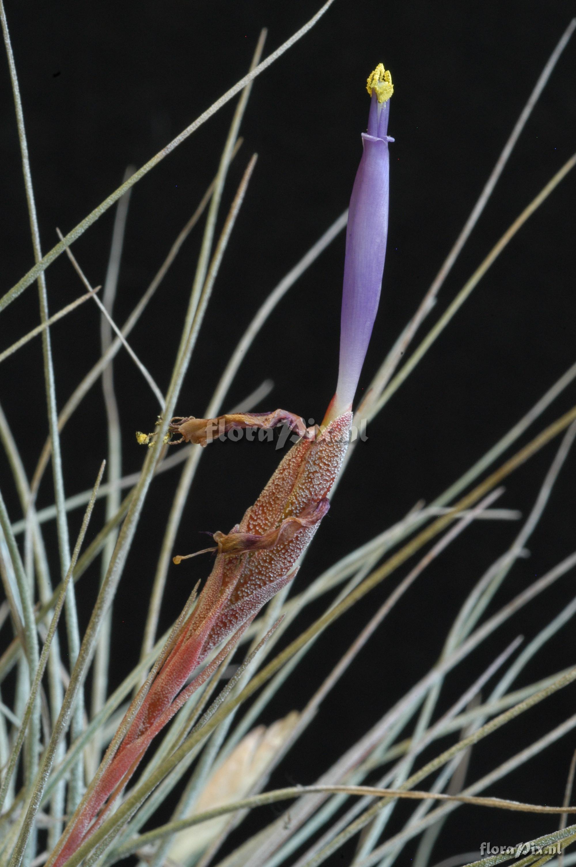 Tillandsia bartramii