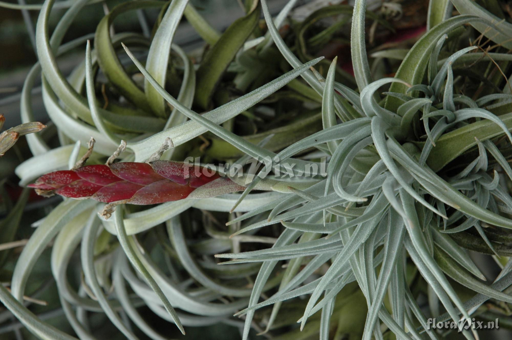 Tillandsia bermejoensis