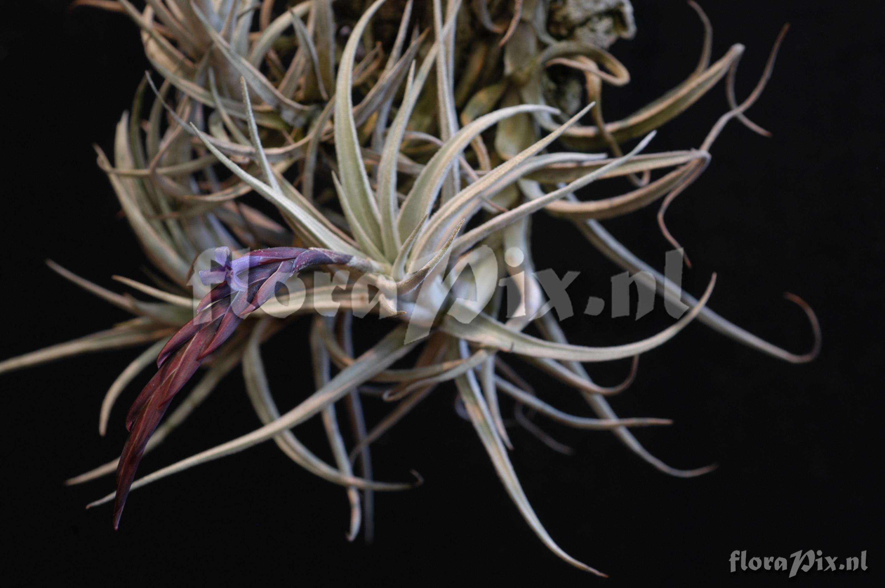 Tillandsia cardenasii