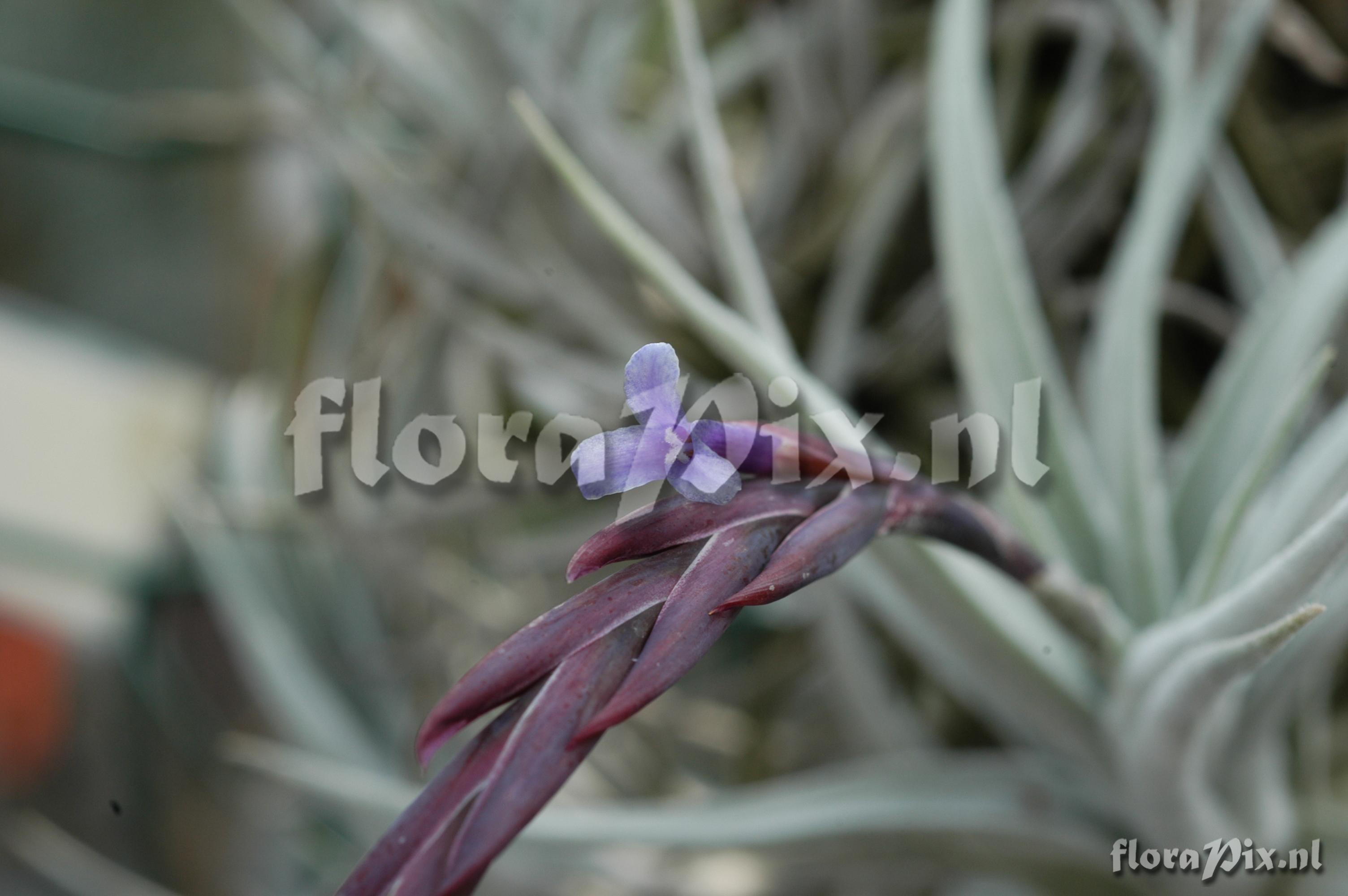 Tillandsia cardenasii