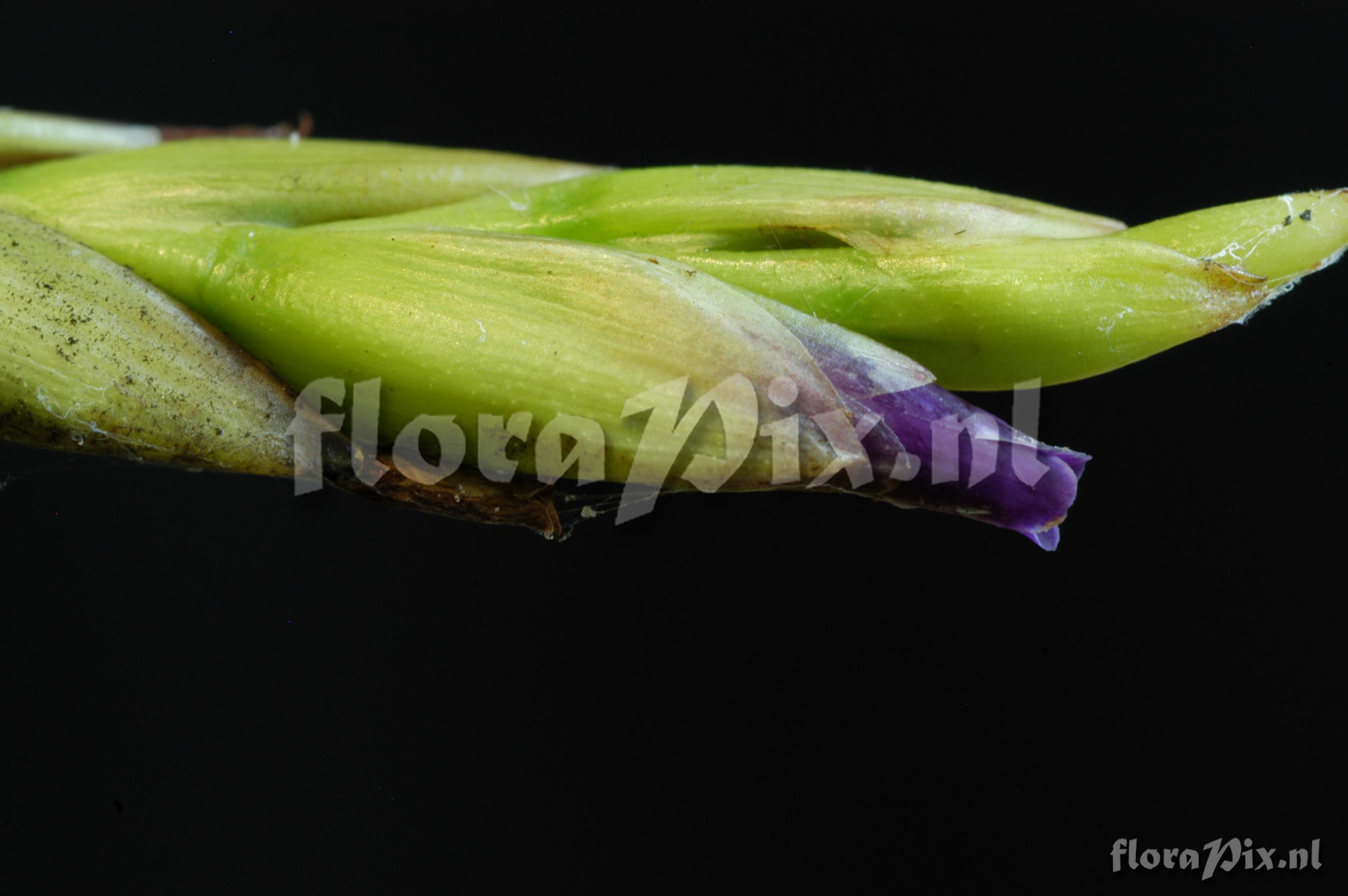 Tillandsia cf. pyramidata