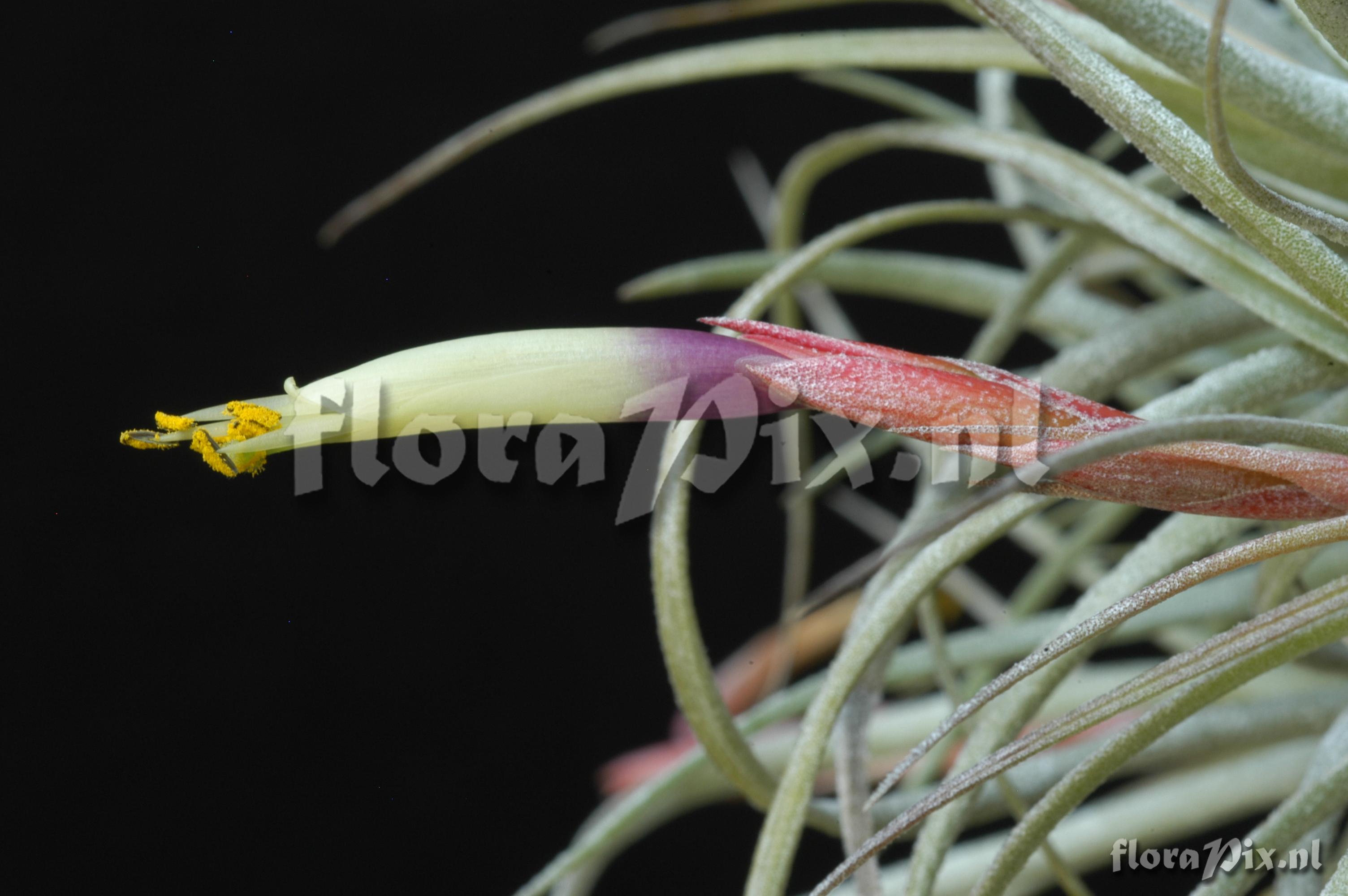 Tillandsia chapailillaensis