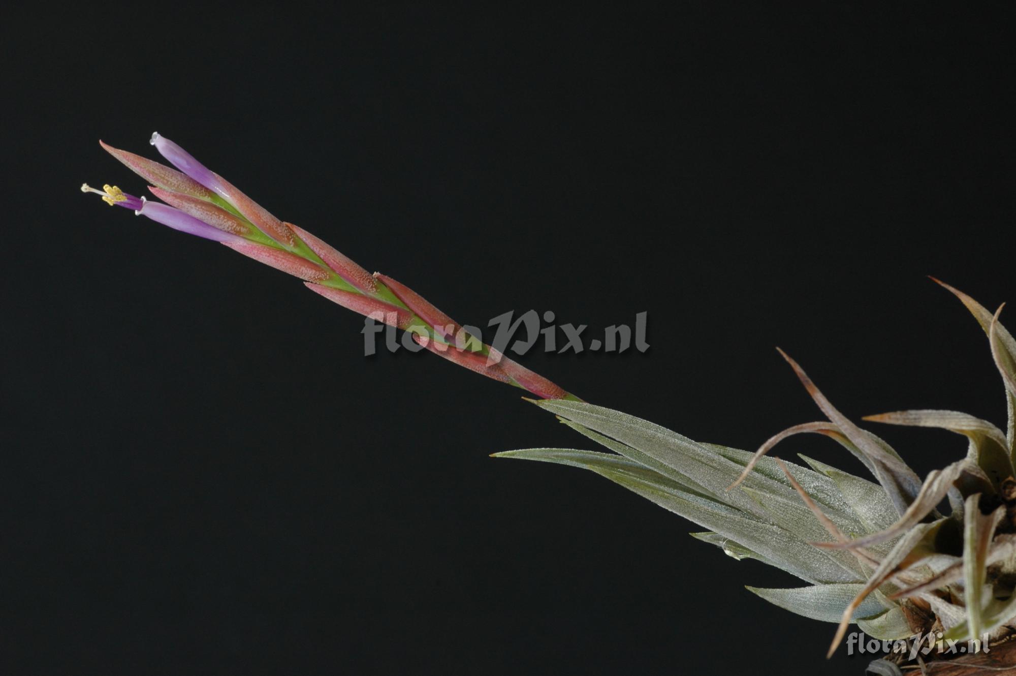 Tillandsia circinnatoides