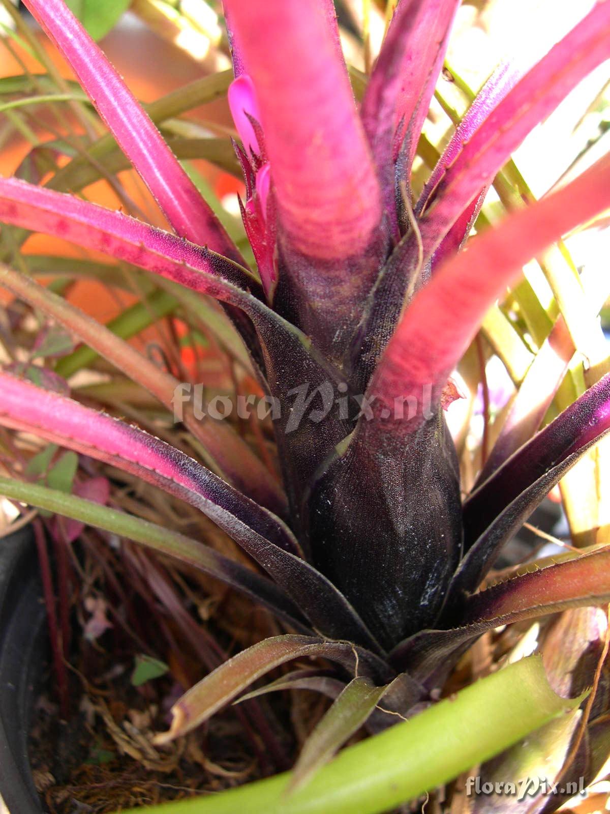 Aechmea recurvata var. benrathii