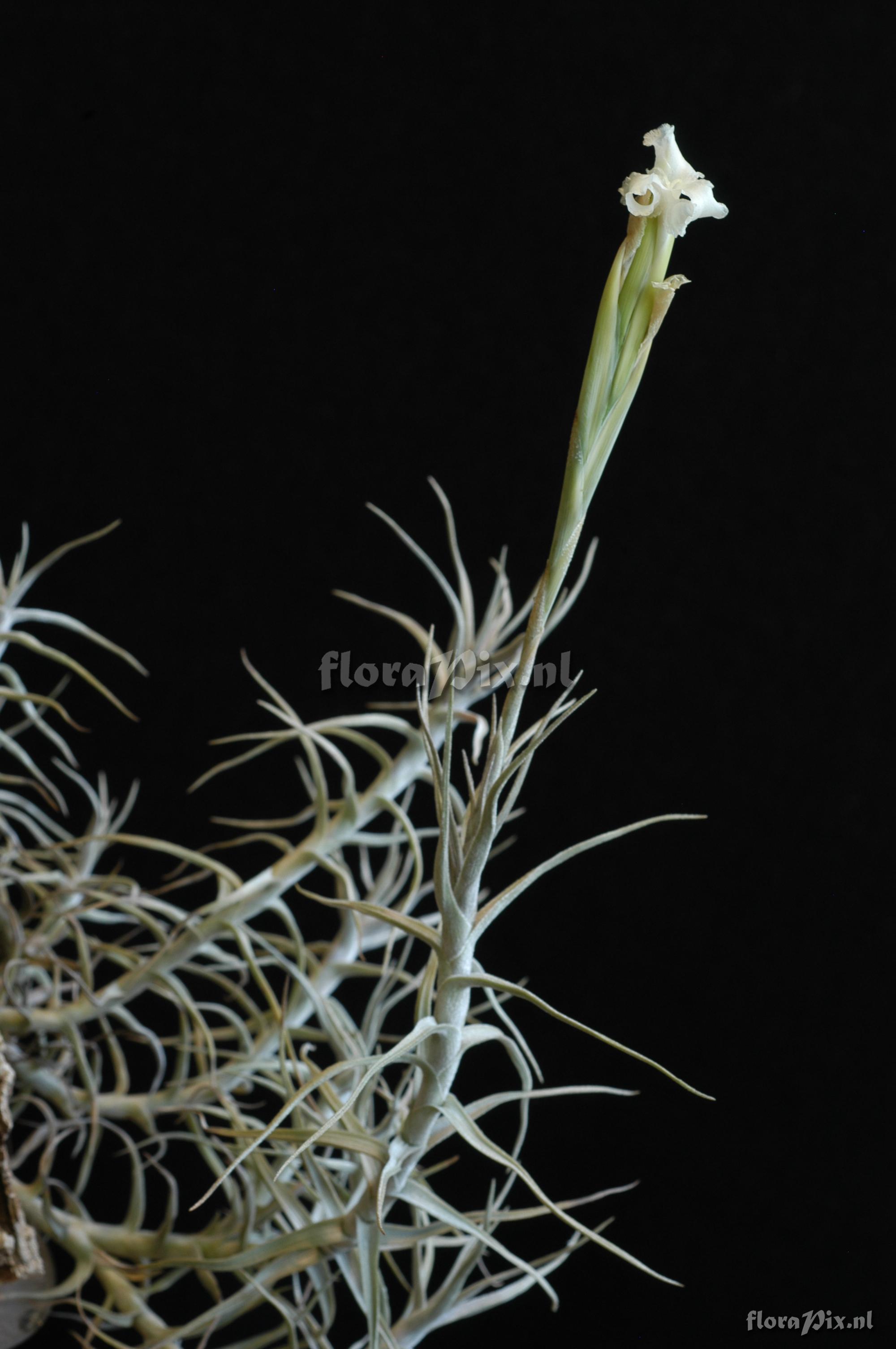 Passiflora rufostipulata 2003GR01683