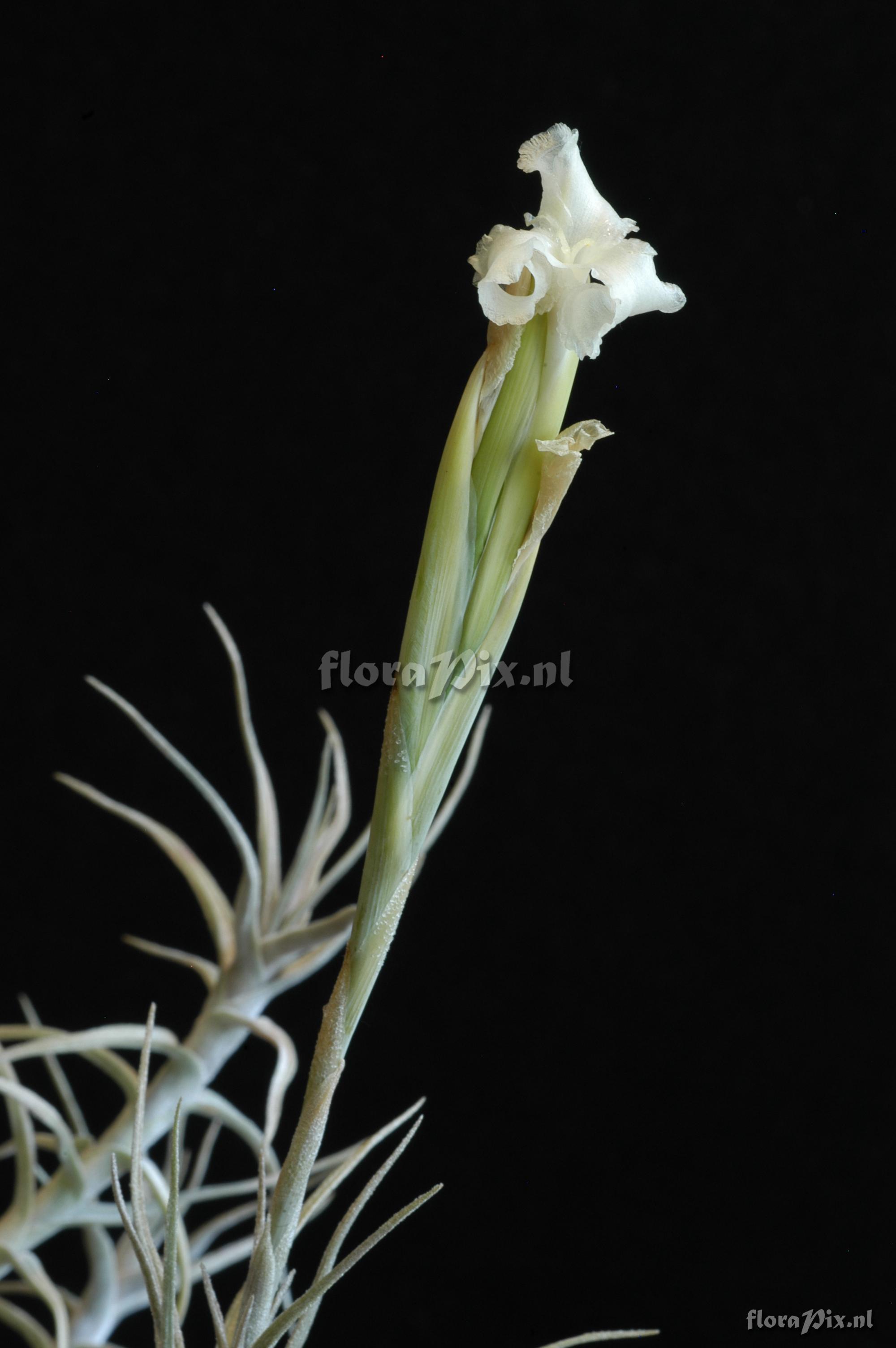 Tillandsia heteromorpha 2007GR01156