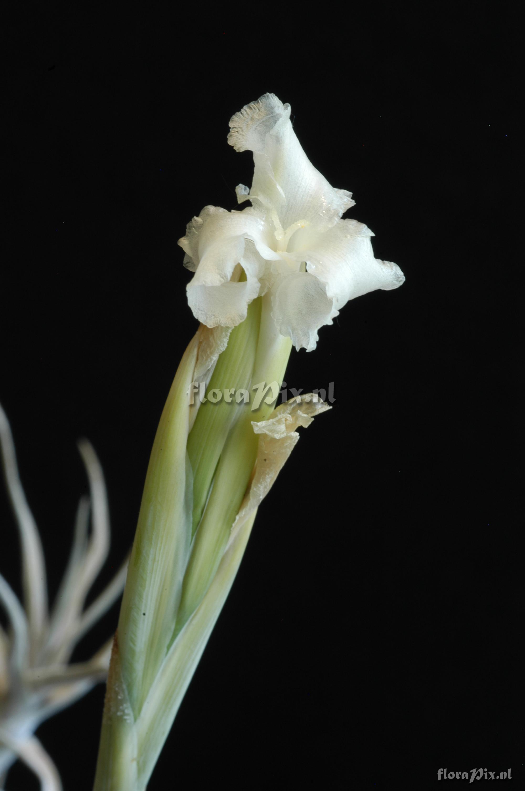 Tillandsia rubia 2002GR01411