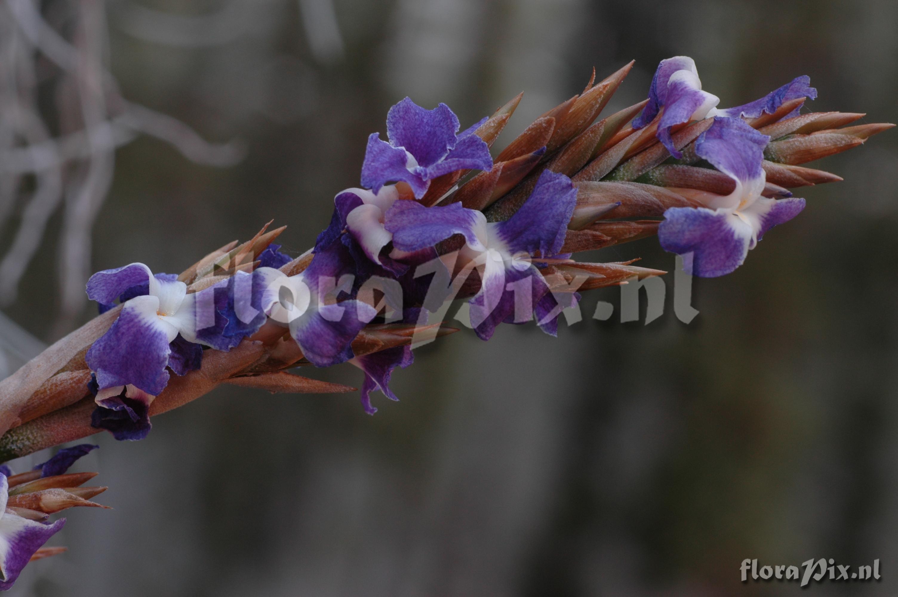 Tillandsia usneoides