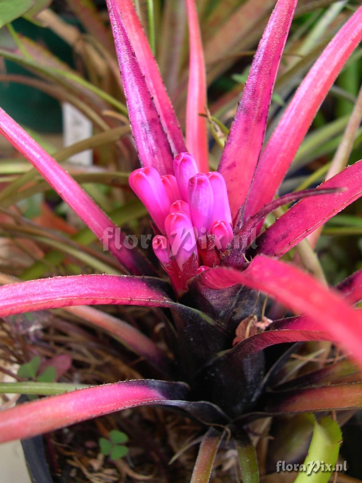 Aechmea recurvata var. ortgiesii