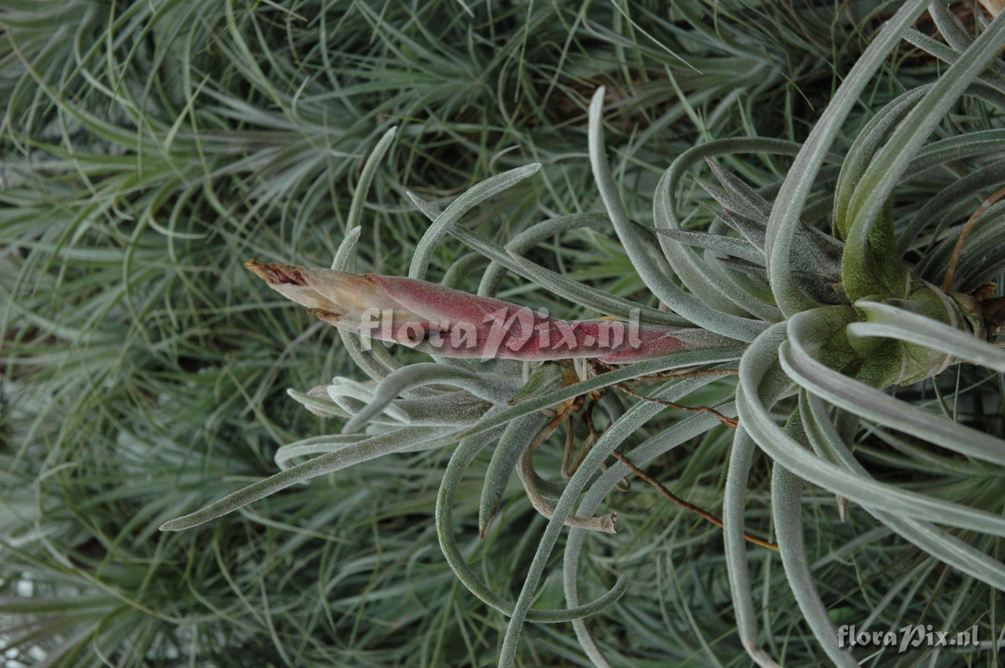 Tillandsia guerreroensis