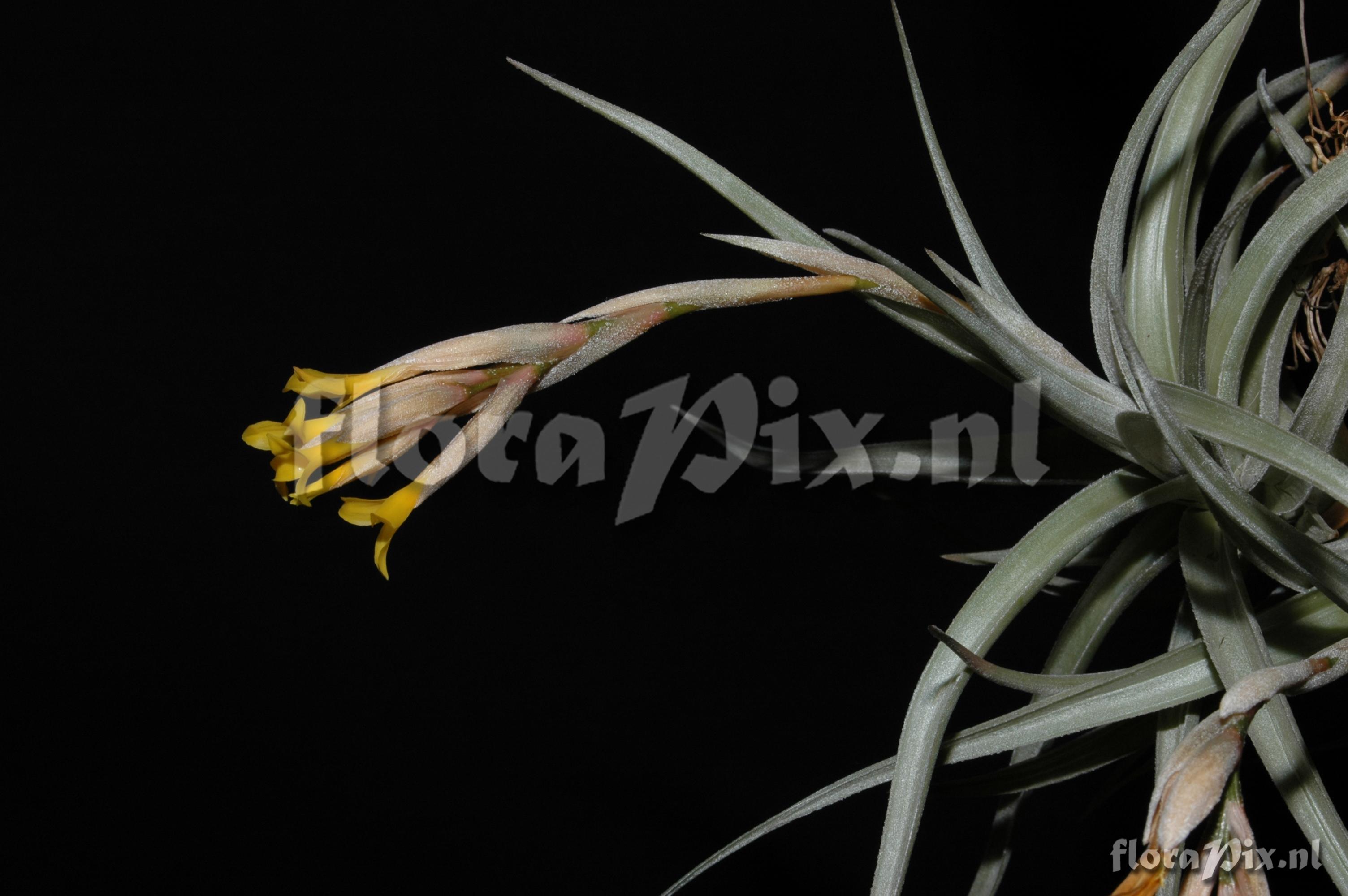 Tillandsia ixioides