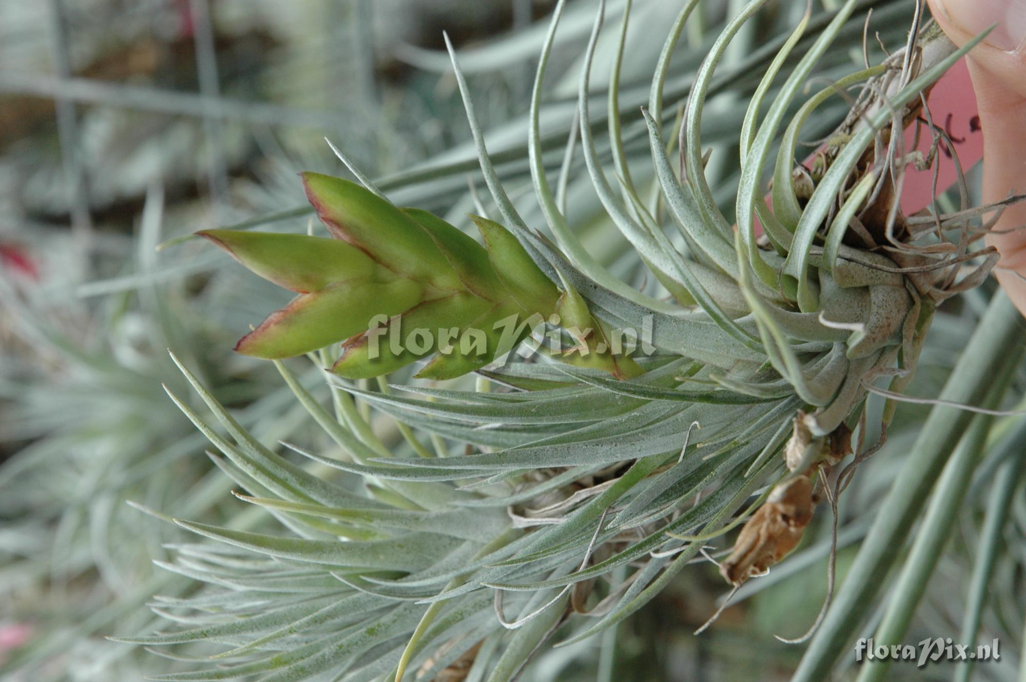 Tillandsia kegeliana