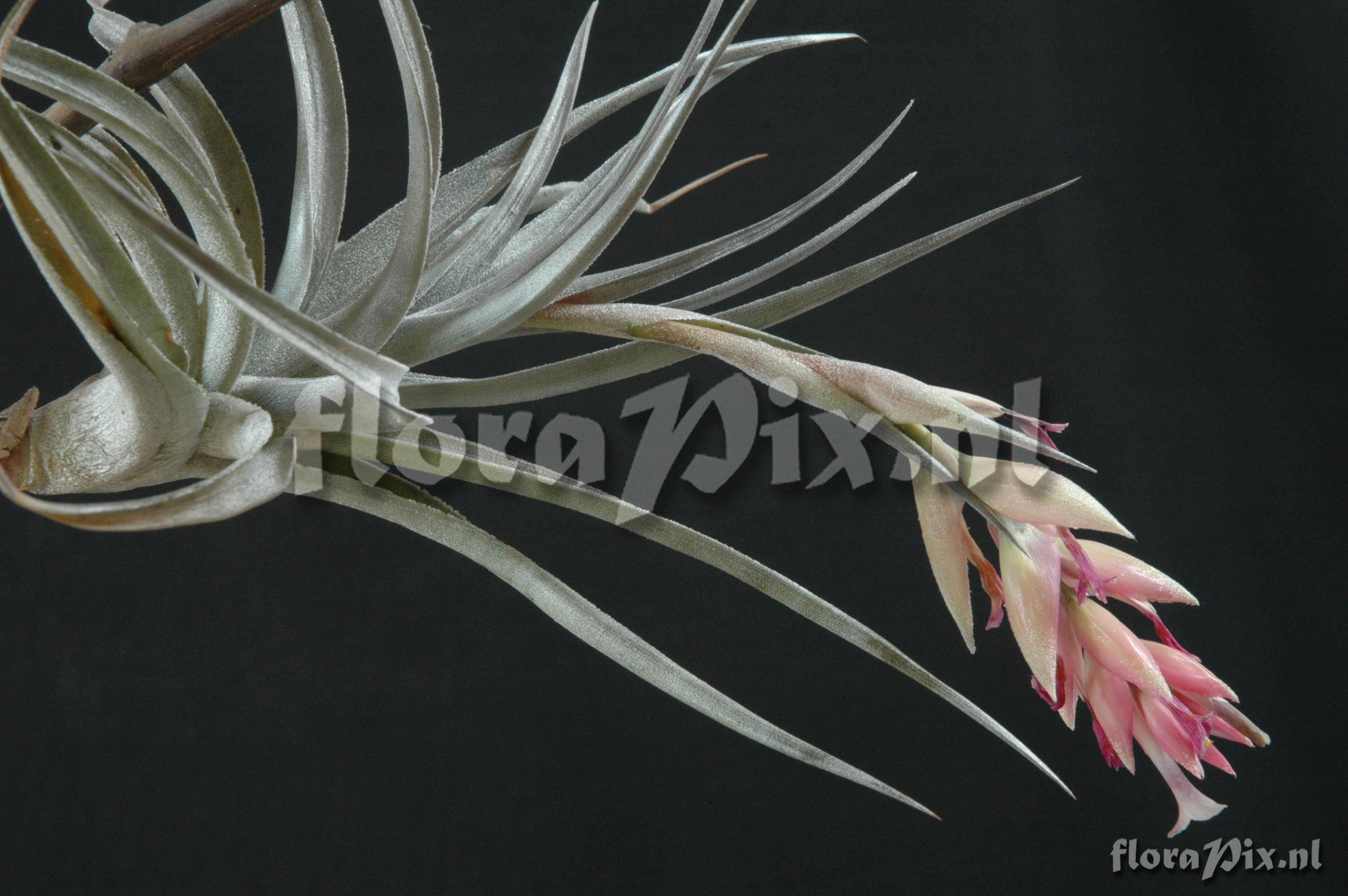 Tillandsia leonamiana