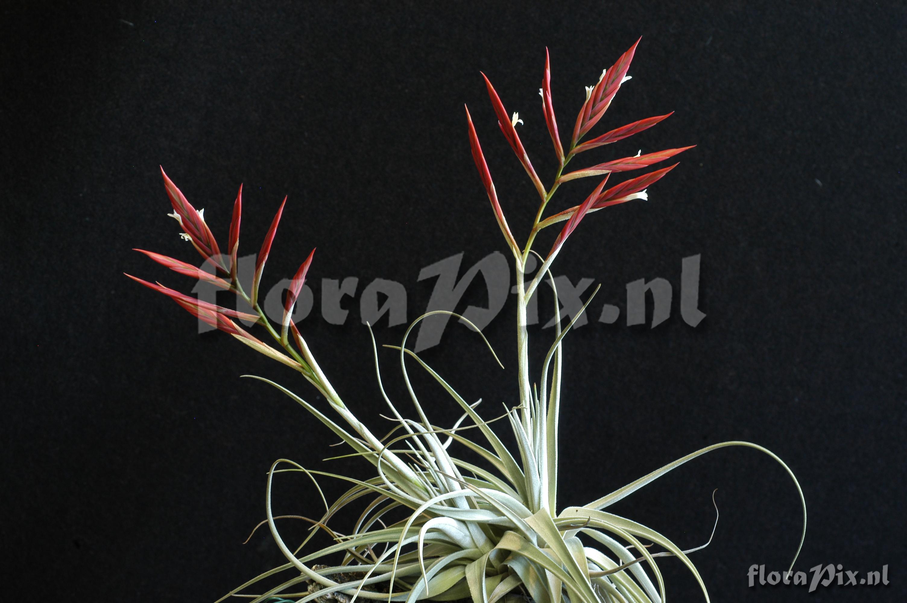 Tillandsia lorentziana