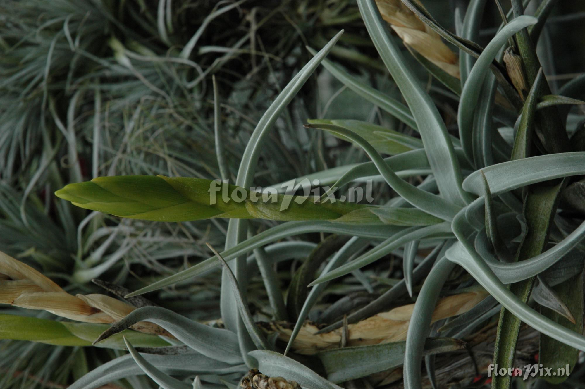 Tillandsia lotteae