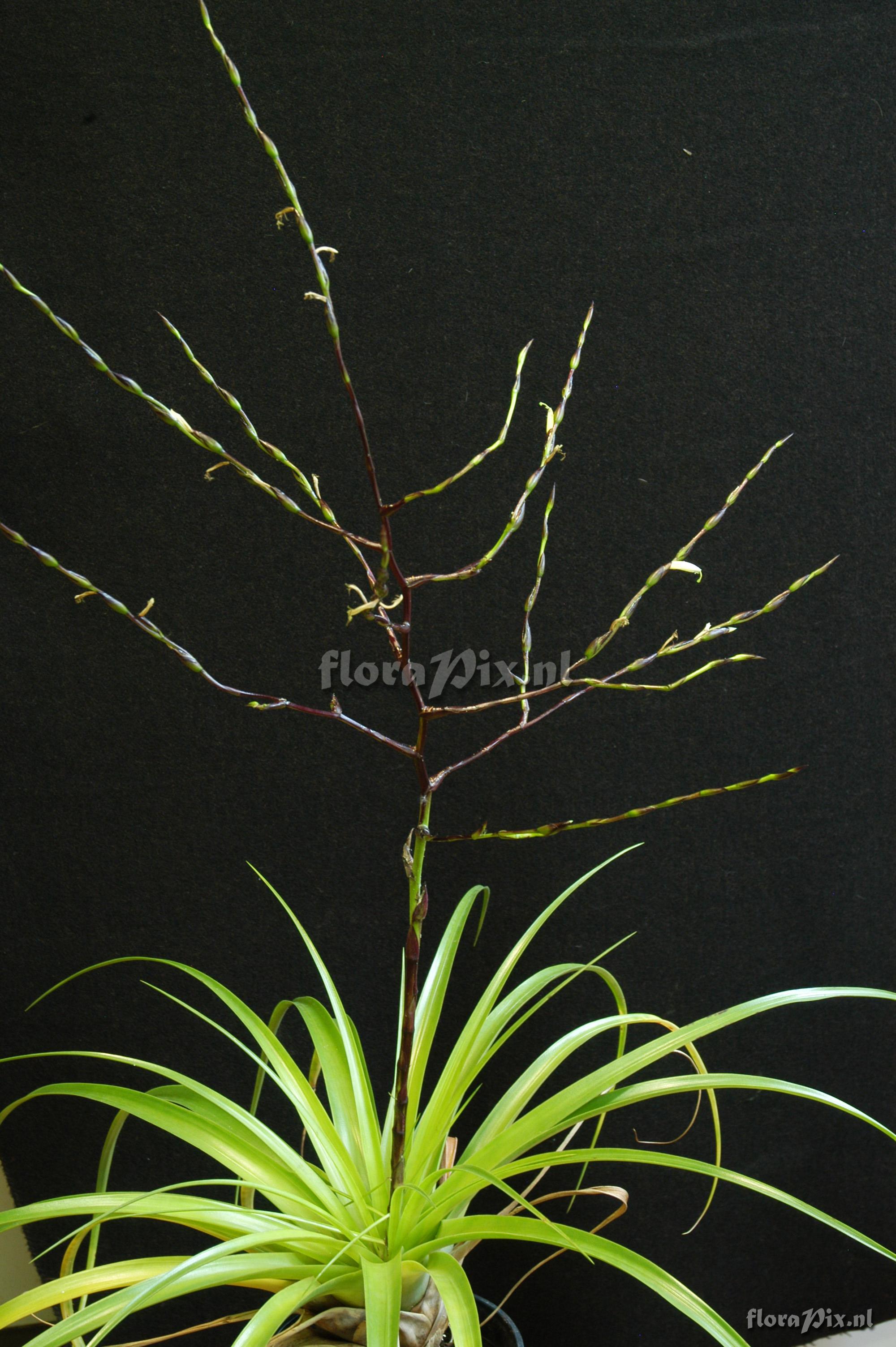 Tillandsia nigri-stipitata