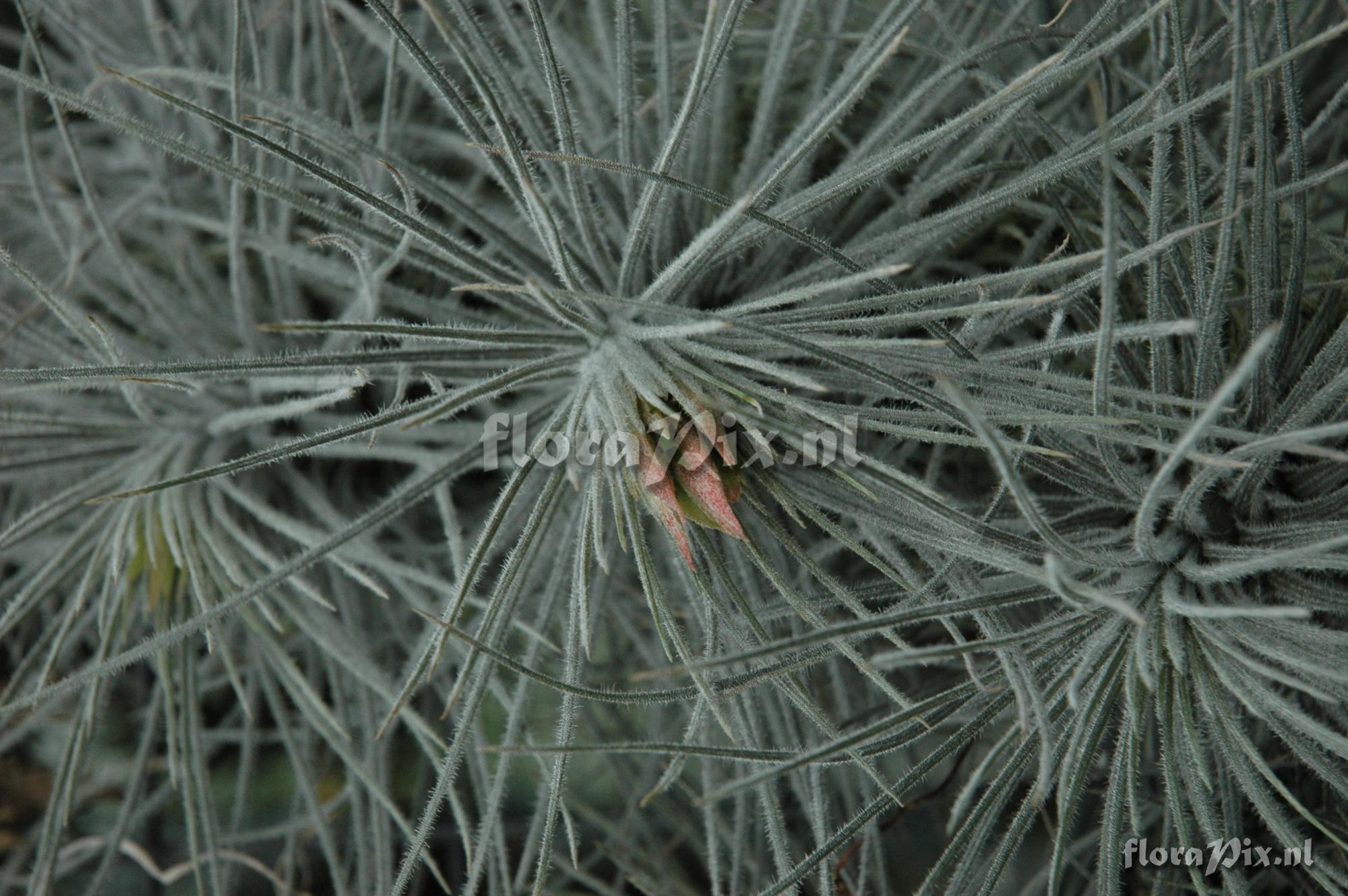 Tillandsia plumosa