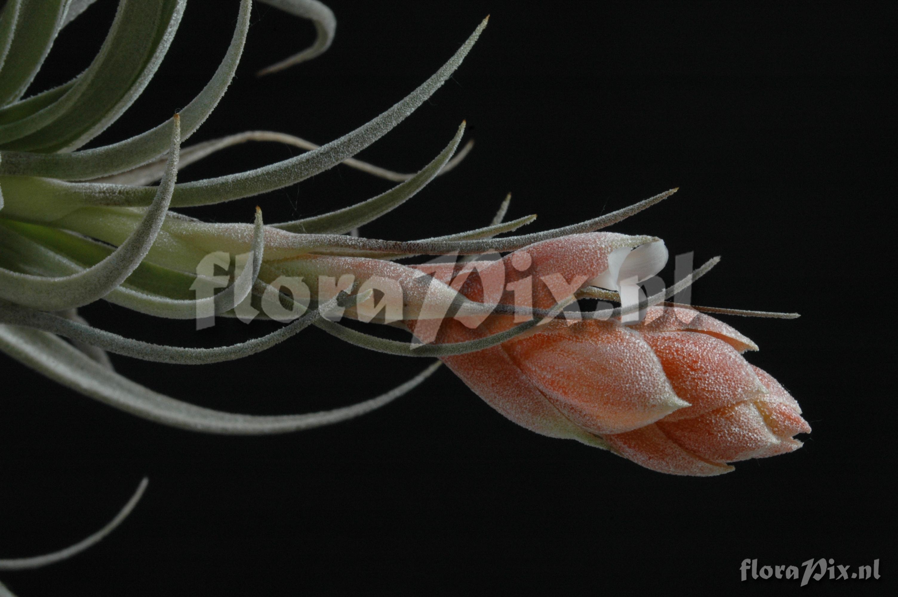 Tillandsia recurvifolia var. subsecundifolia