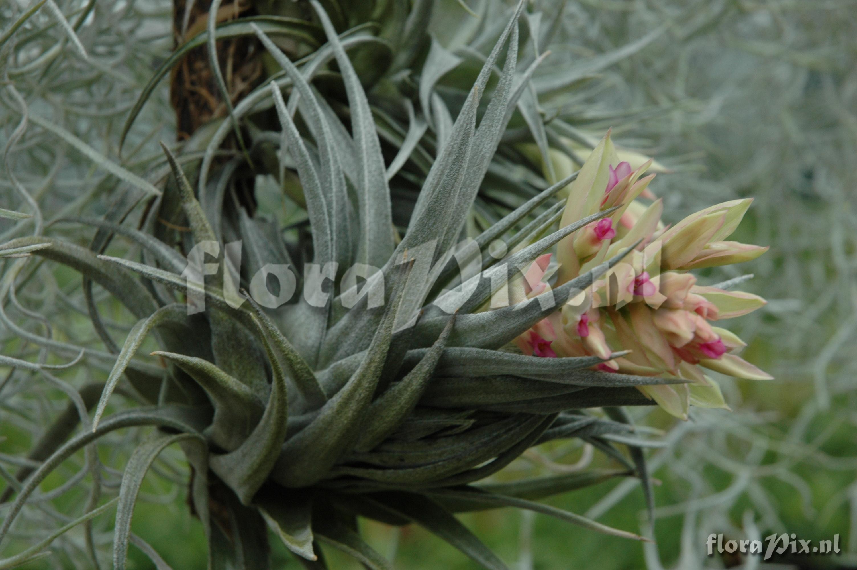 Tillandsia rosaeflora