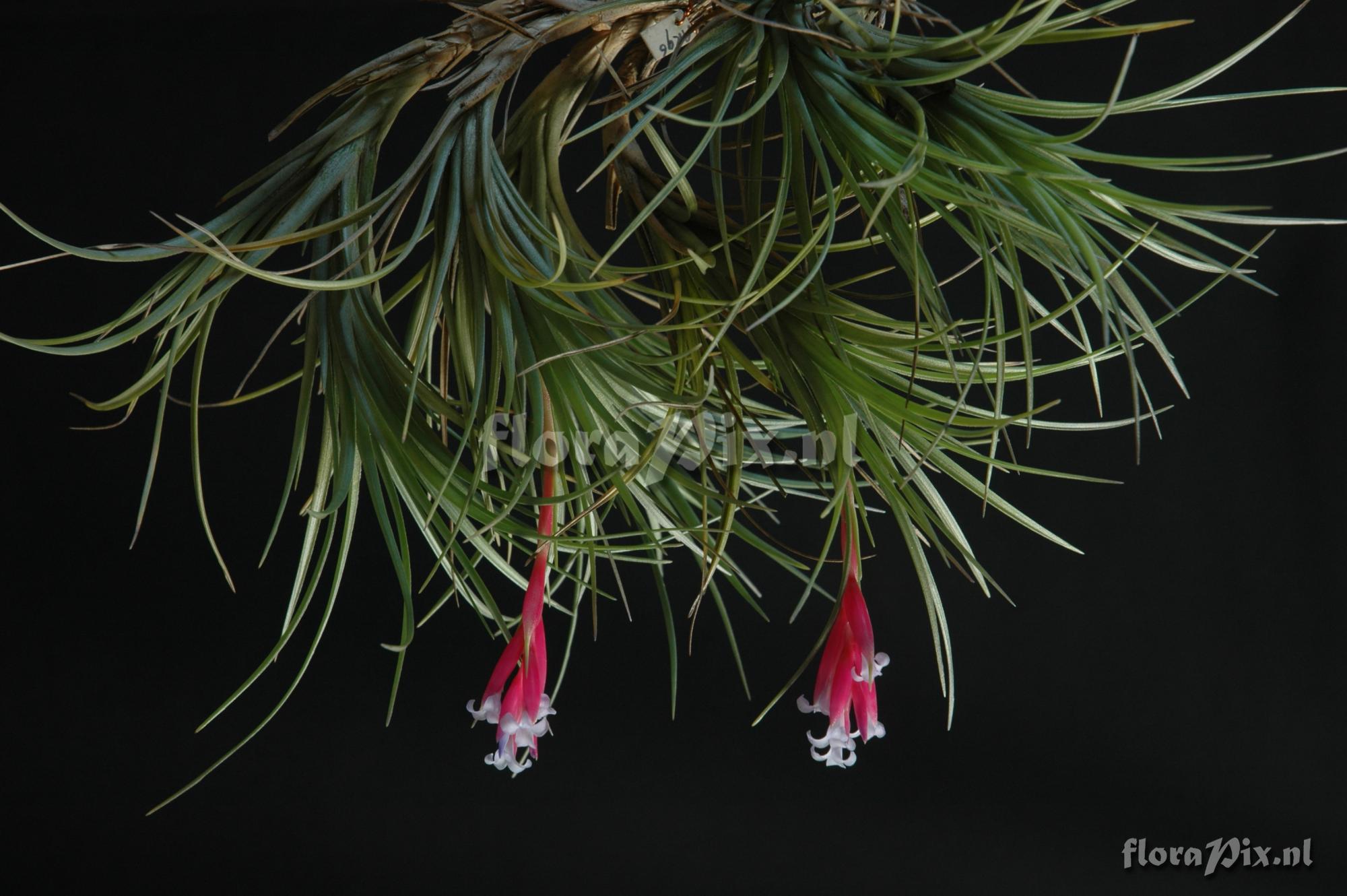 Tillandsia tenuifolia