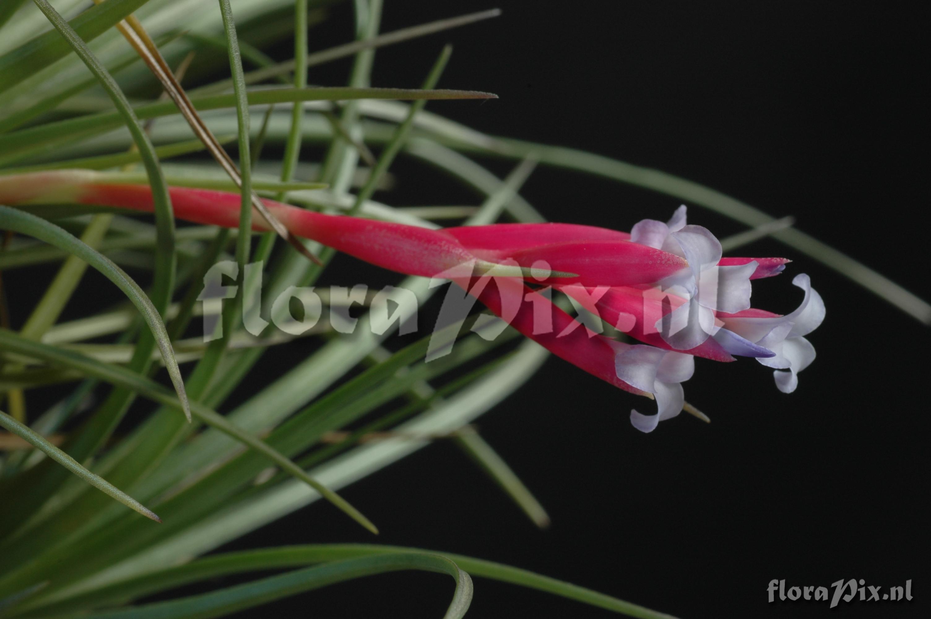 Tillandsia tenuifolia