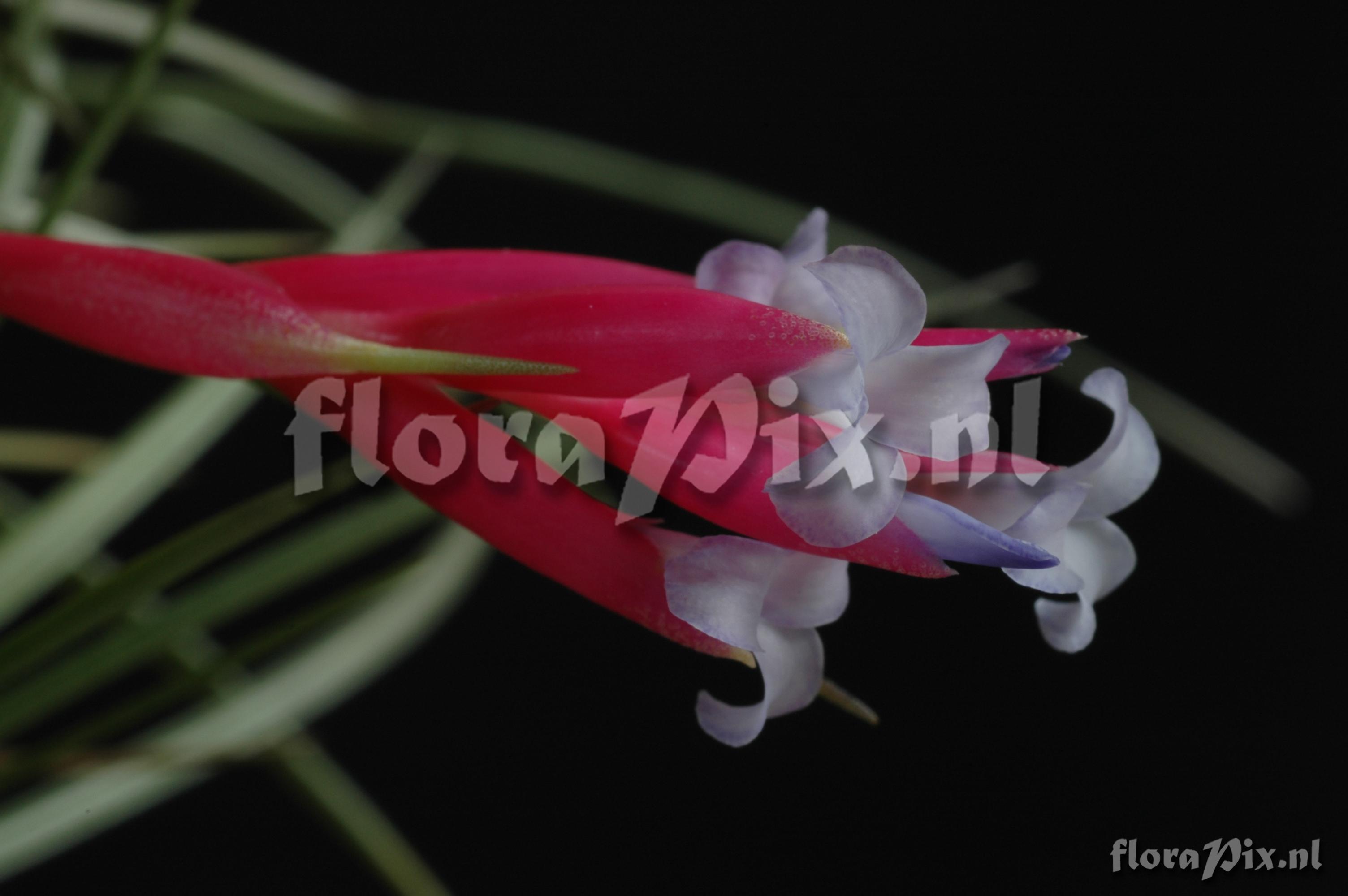 Tillandsia tenuifolia