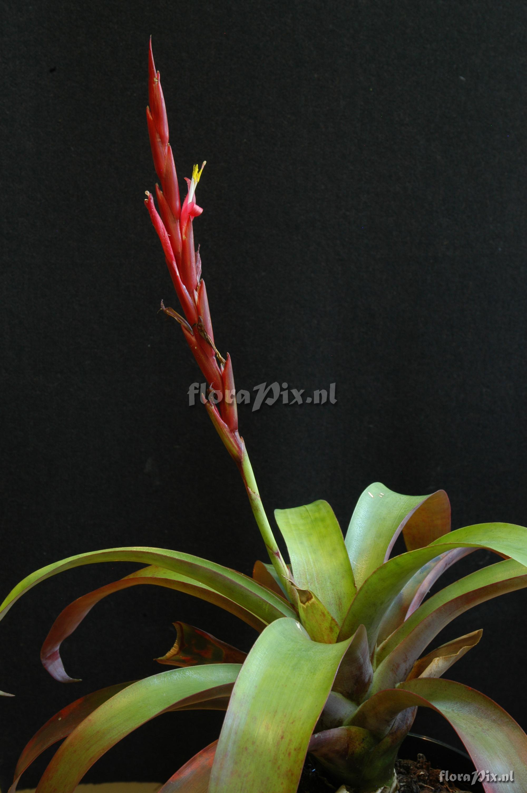 Vriesea bi-beatricis