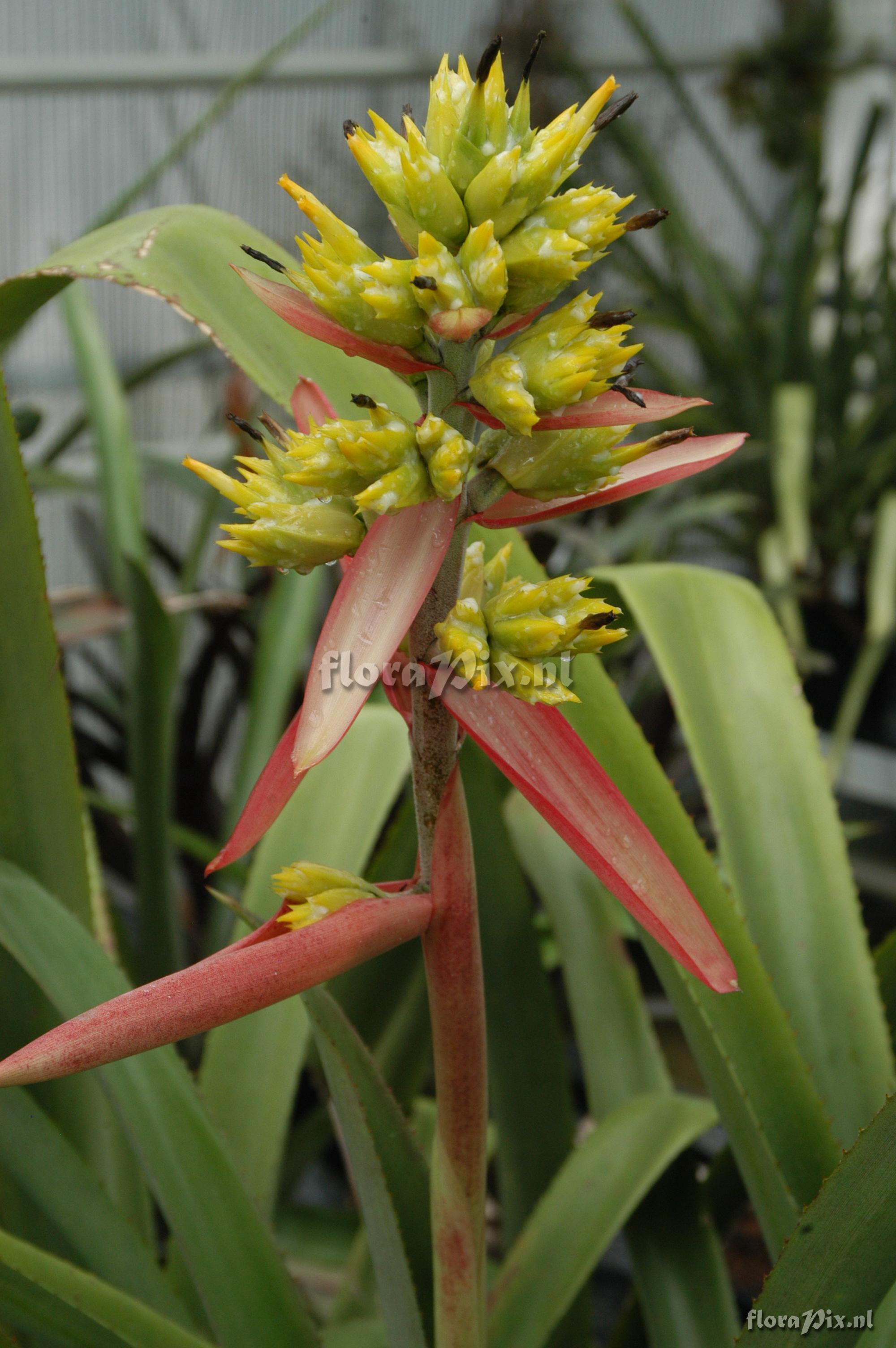 Aechmea aquilega var. aquilega