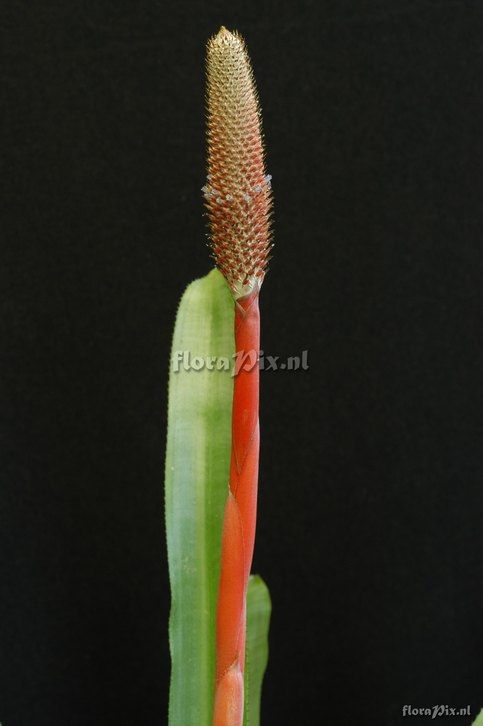 Aechmea alopecurus