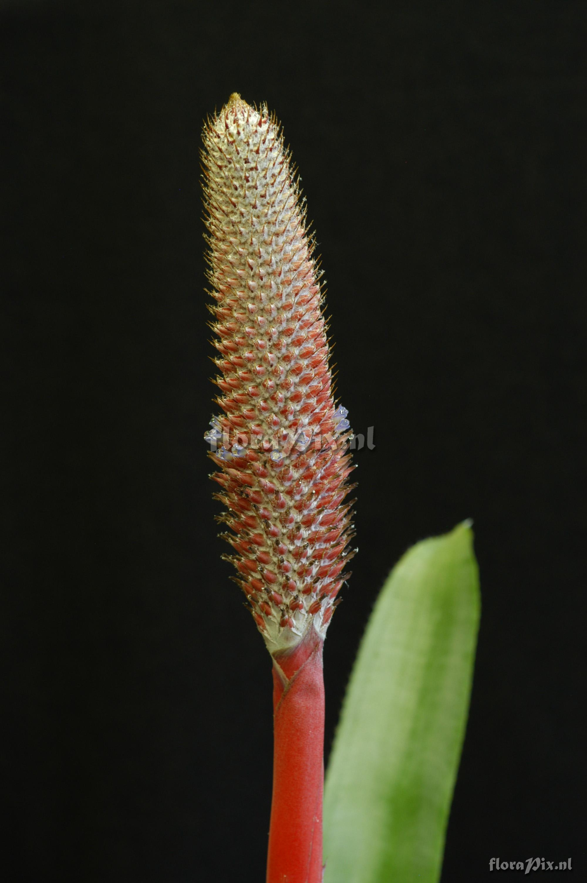 Aechmea alopecurus