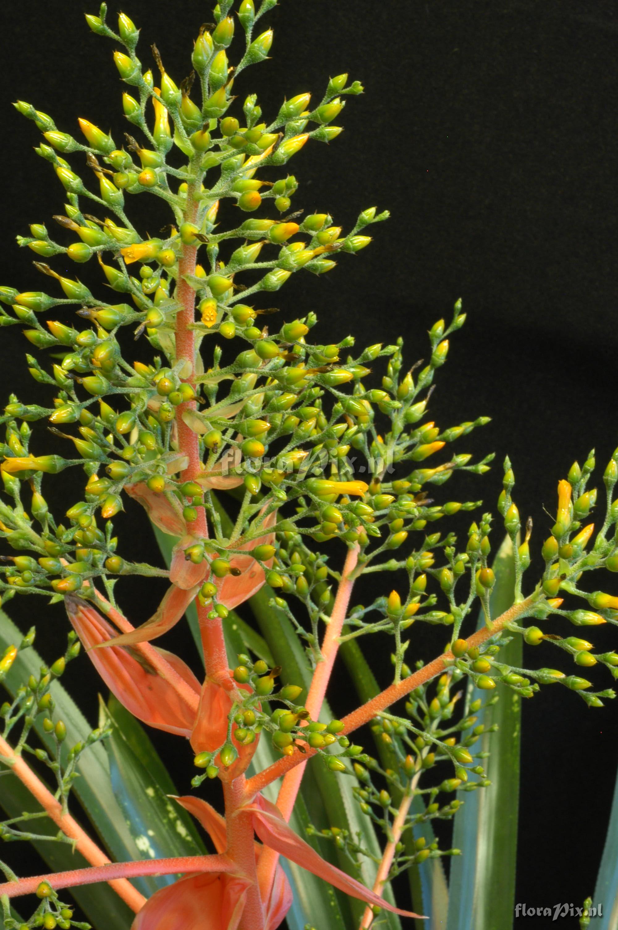 Aechmea araneosa