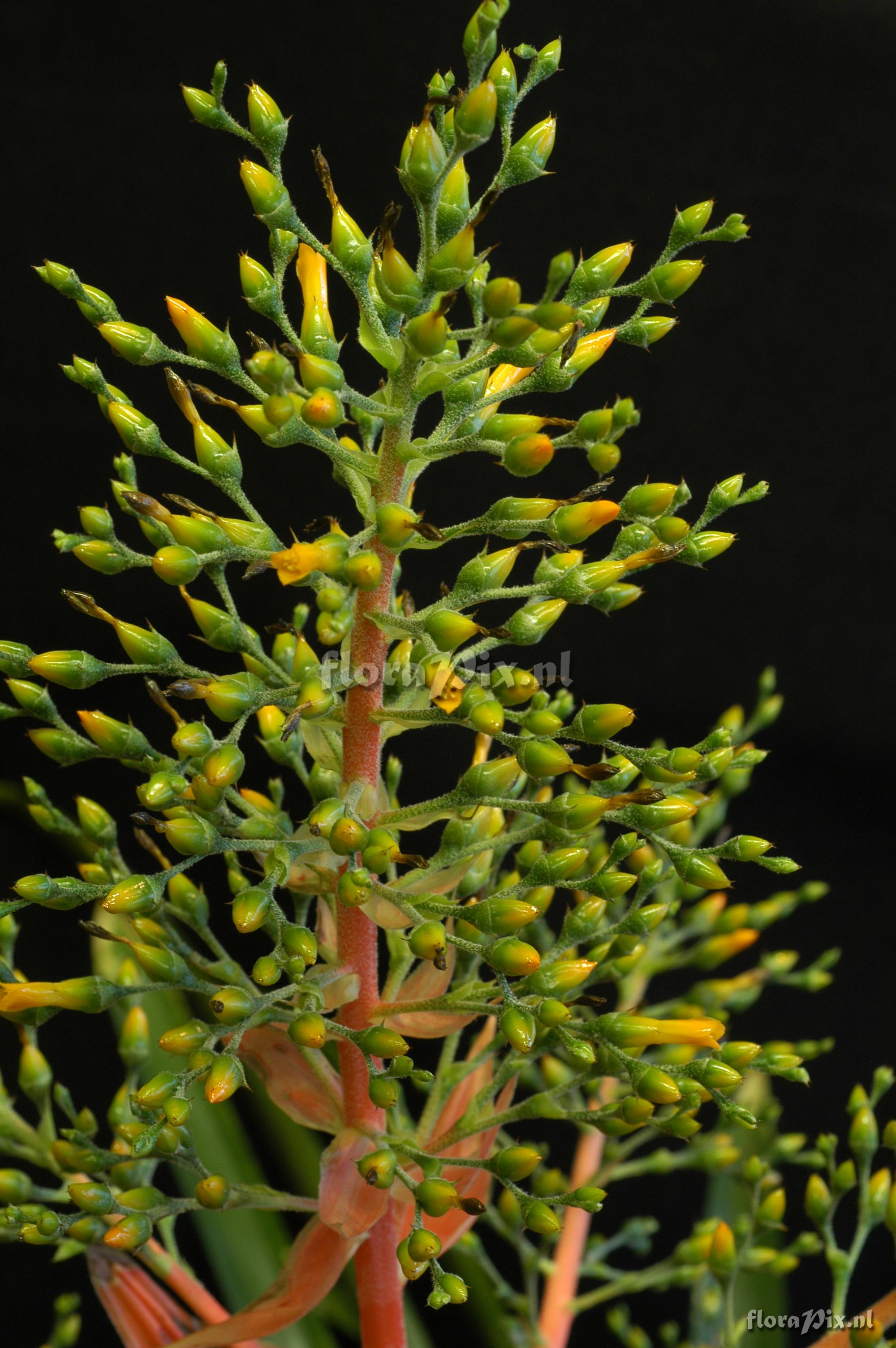 Aechmea araneosa