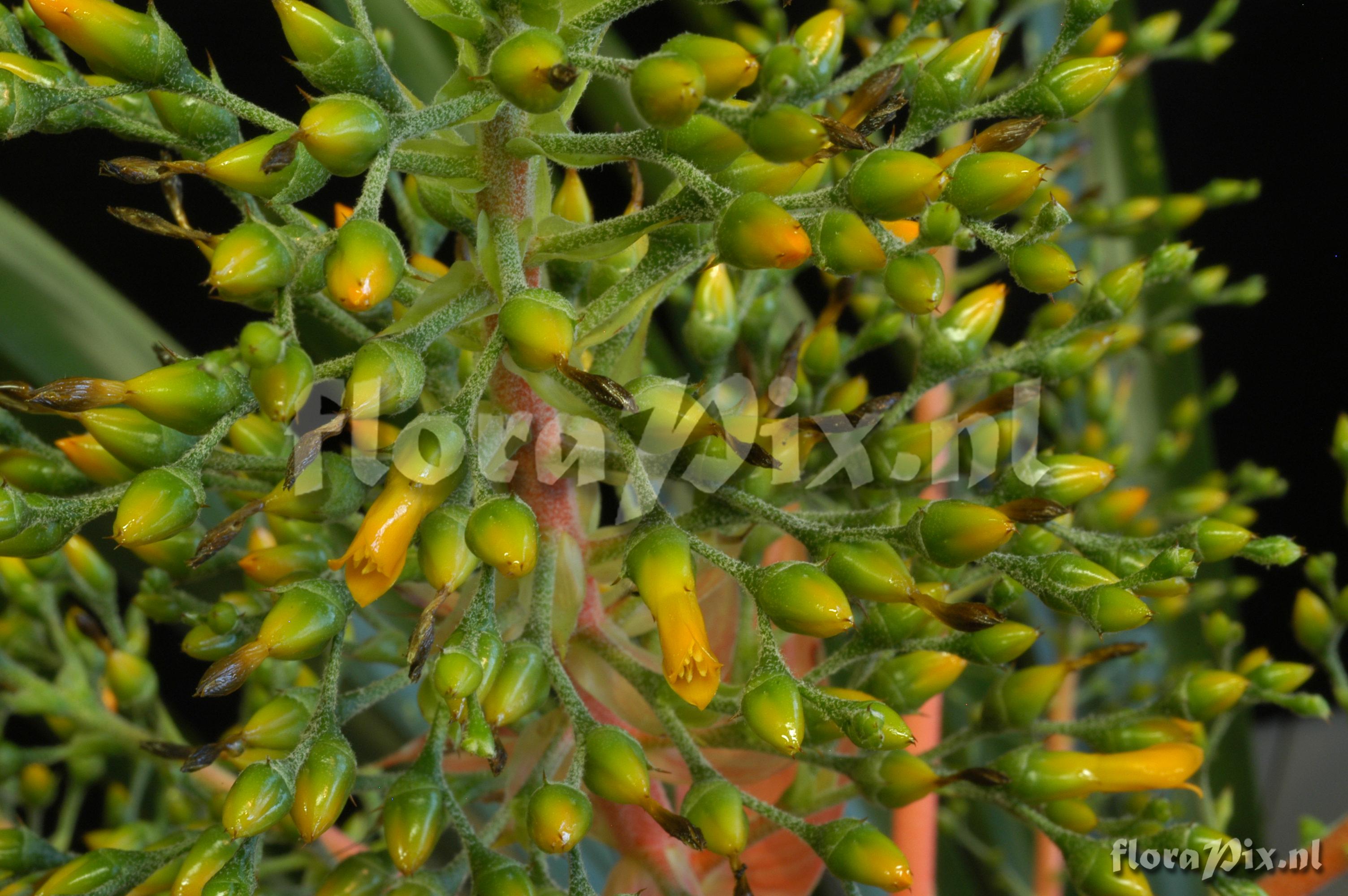 Aechmea araneosa