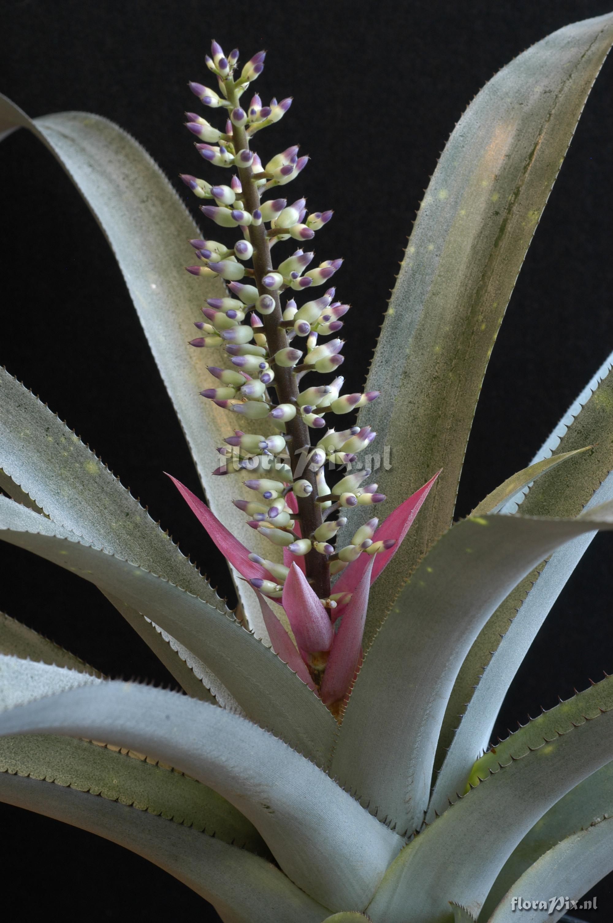 Aechmea castelnavii