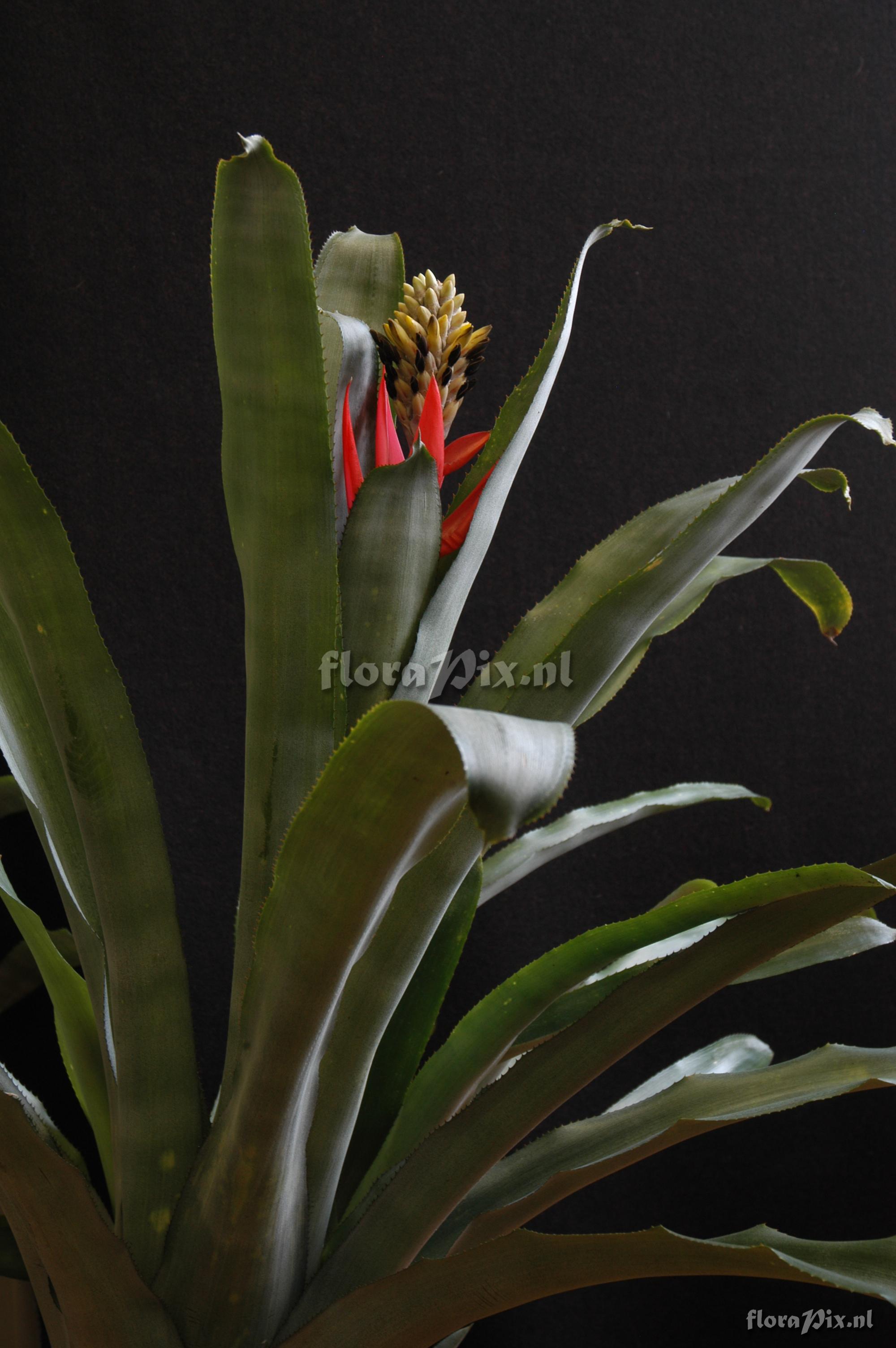 Aechmea chlorophylla