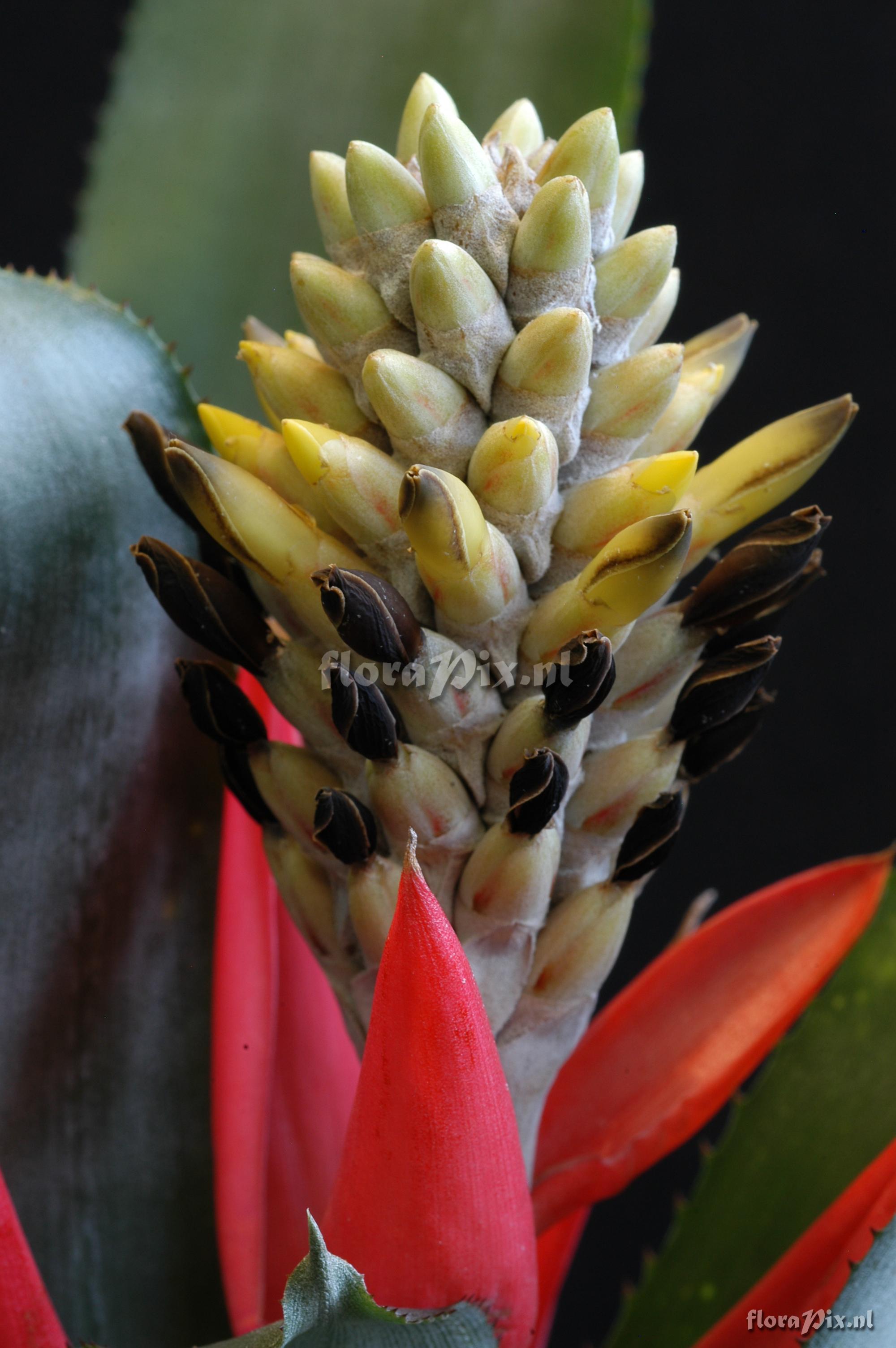 Aechmea chlorophylla