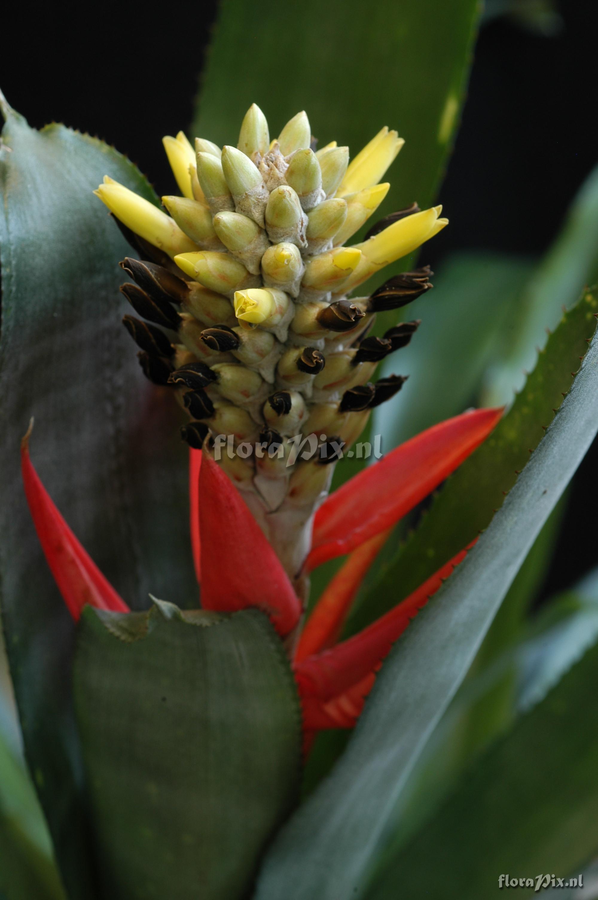 Aechmea chlorophylla