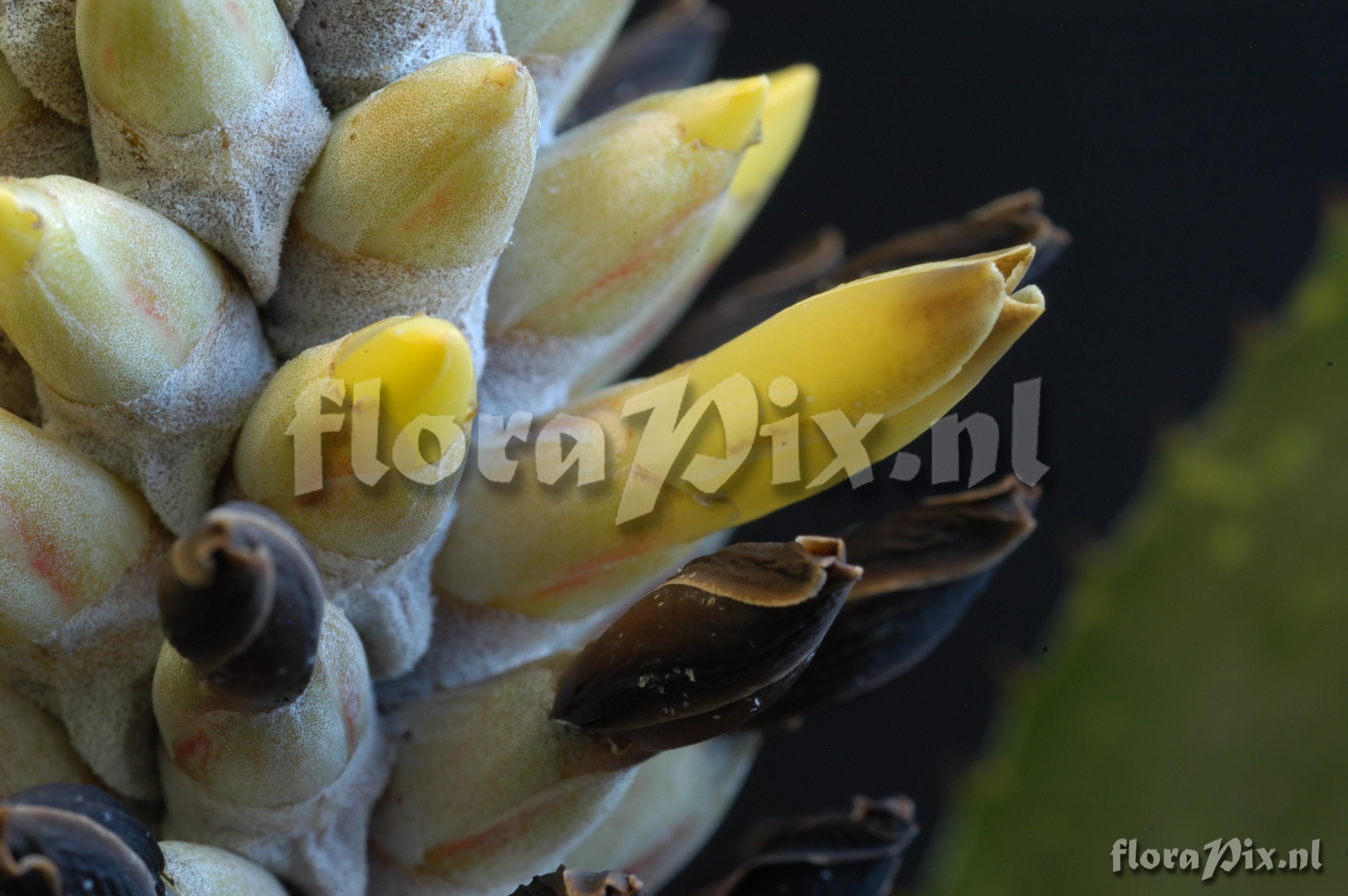 Aechmea chlorophylla