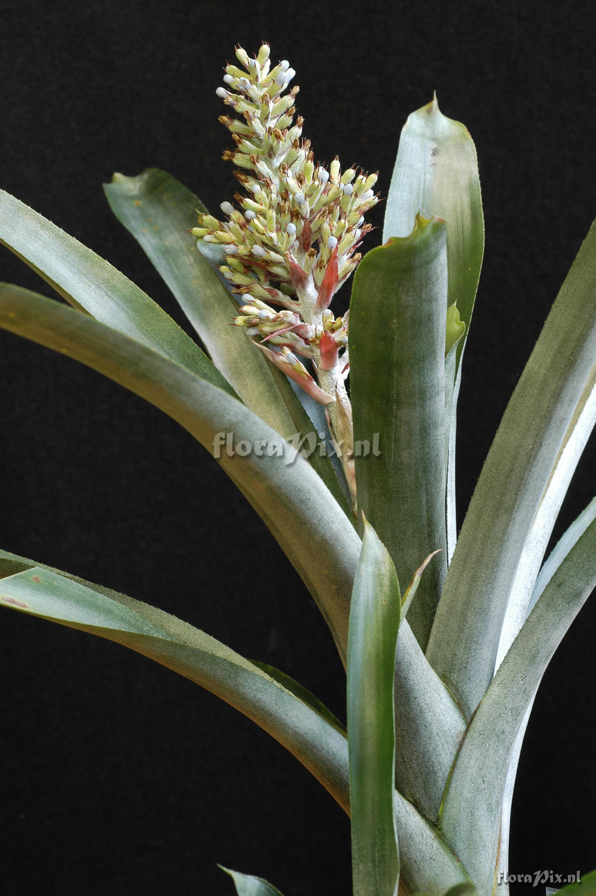 Aechmea coelestis var coelestis