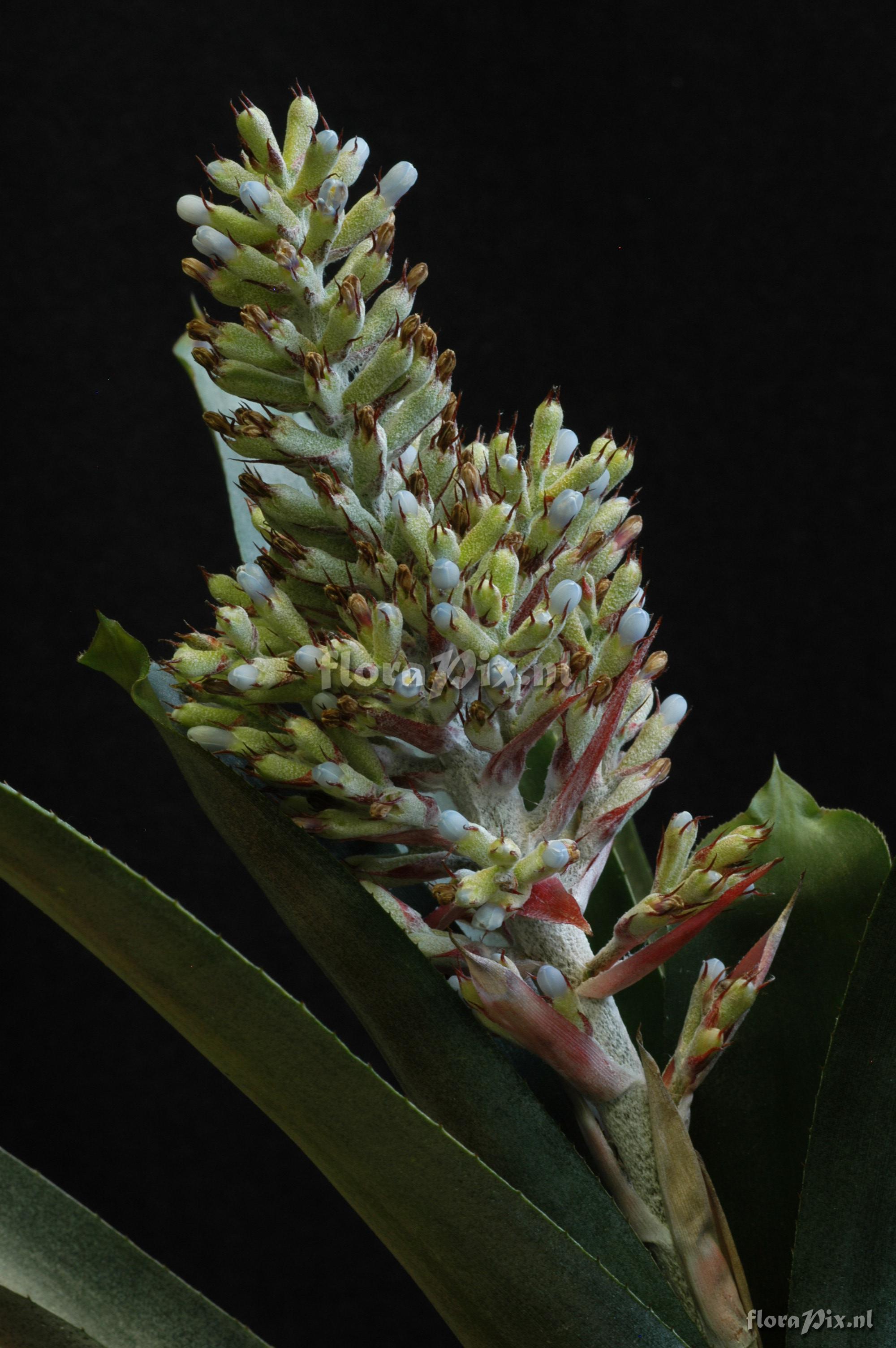 Aechmea coelestis var. coelestis 2006GR00646 left