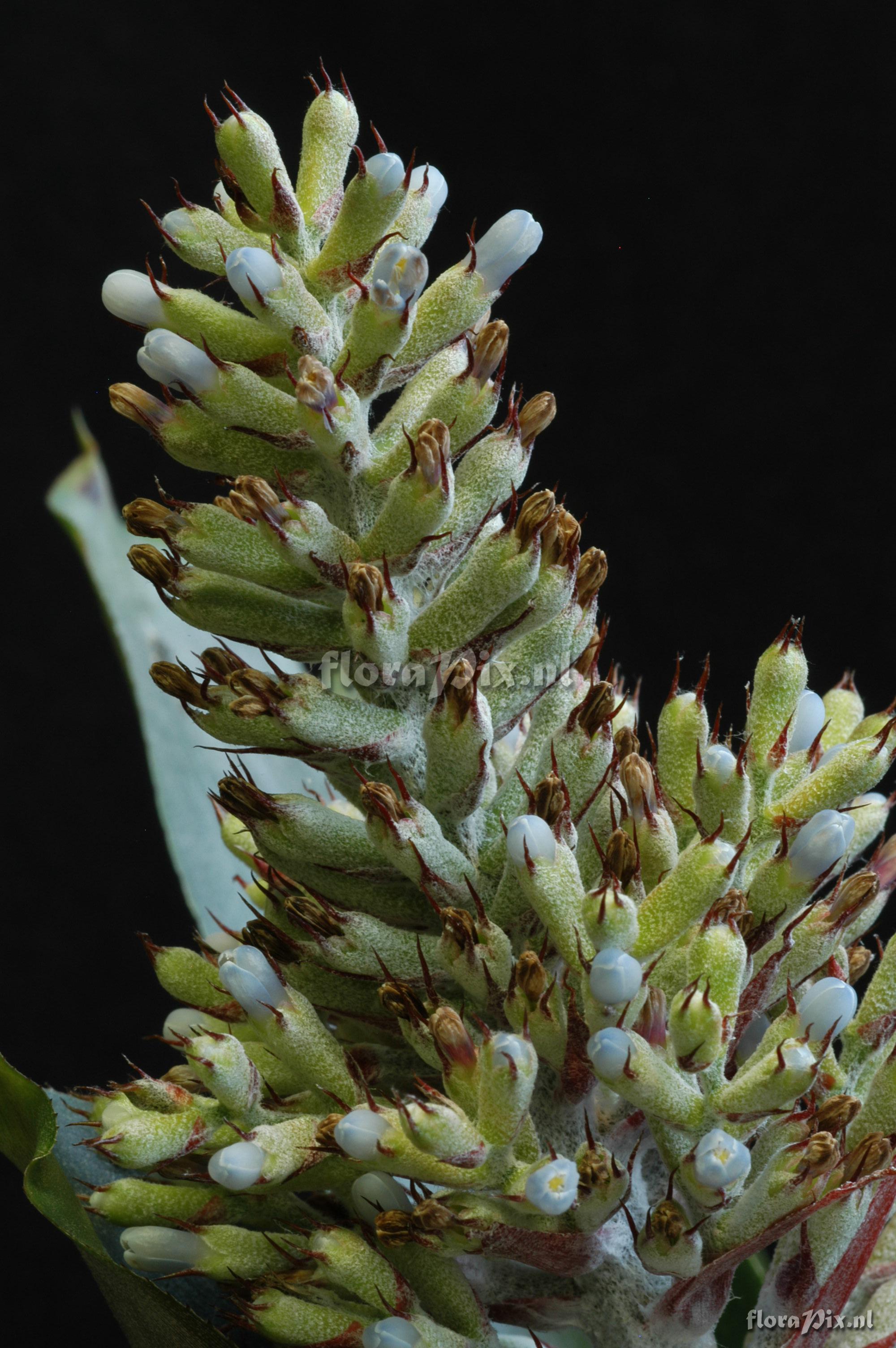 Aechmea coelestis var. coelestis 2006GR00646 left