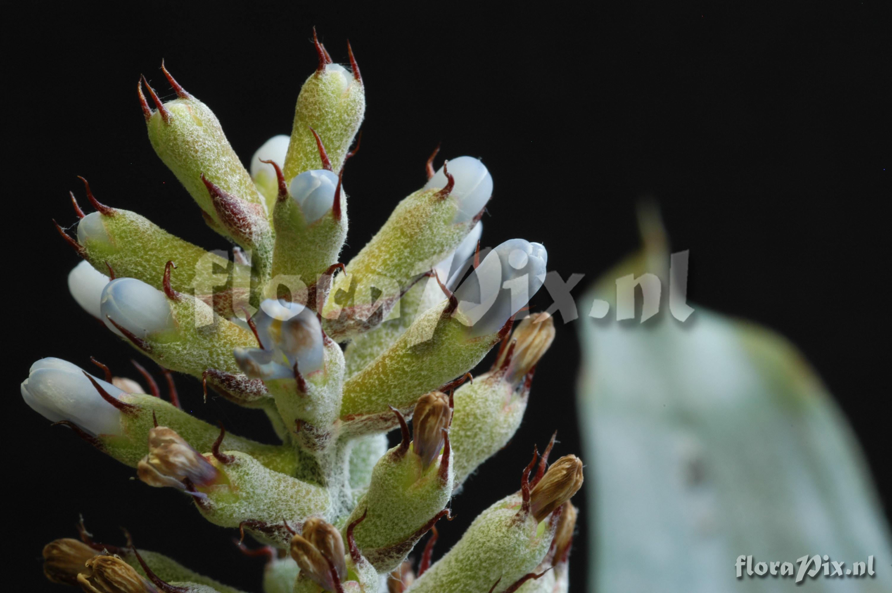 Aechmea coelestis var coelestis