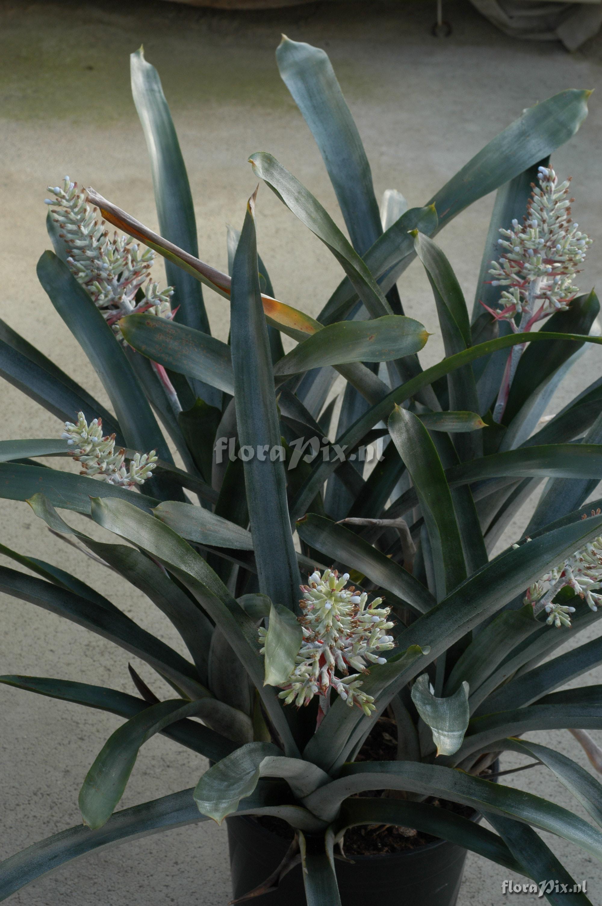 Aechmea coelestis var. coelestis 1997GR00639