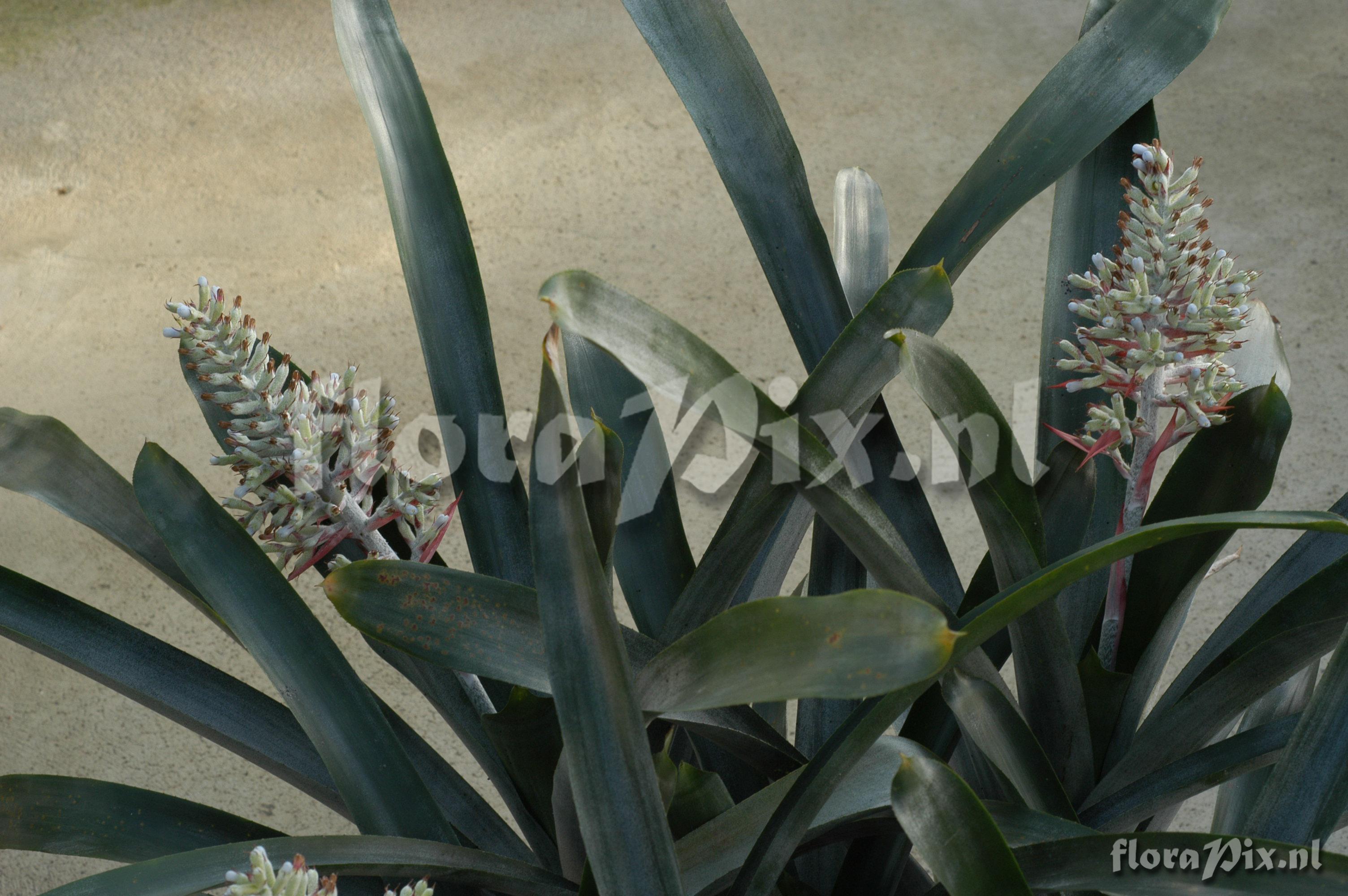 Aechmea coelestis var. coelestis 1997GR00639