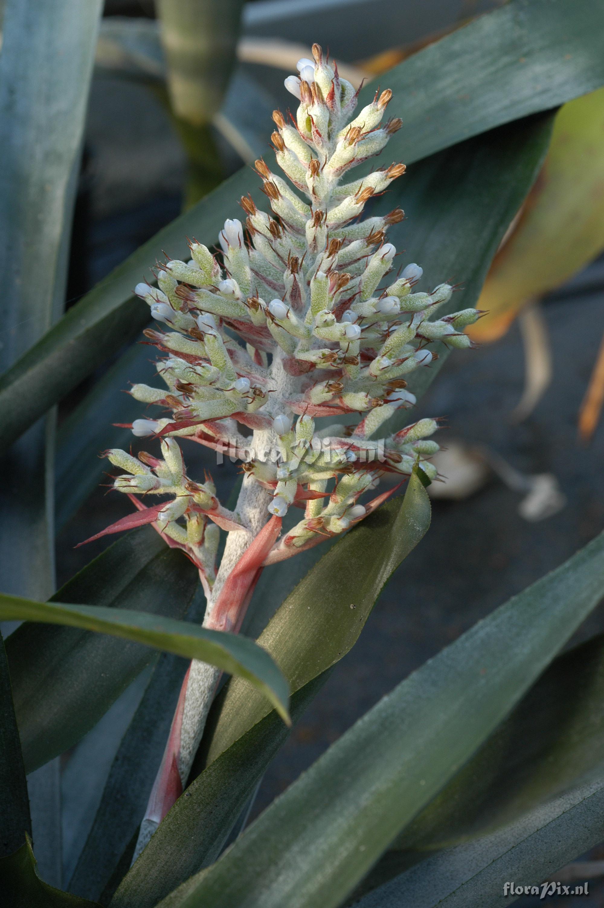 Aechmea coelestis var. coelestis 1997GR00639