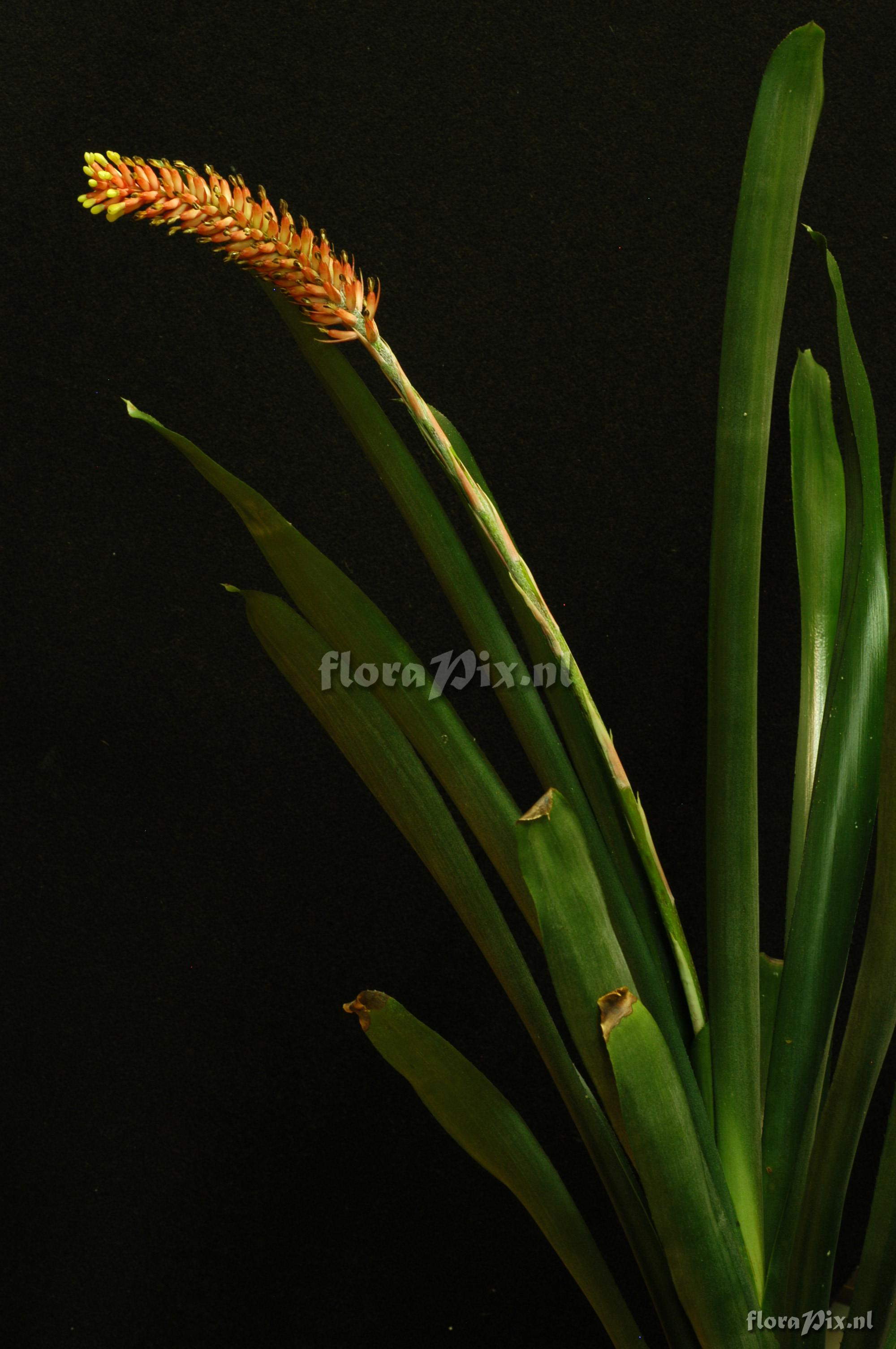 Aechmea comata var comata