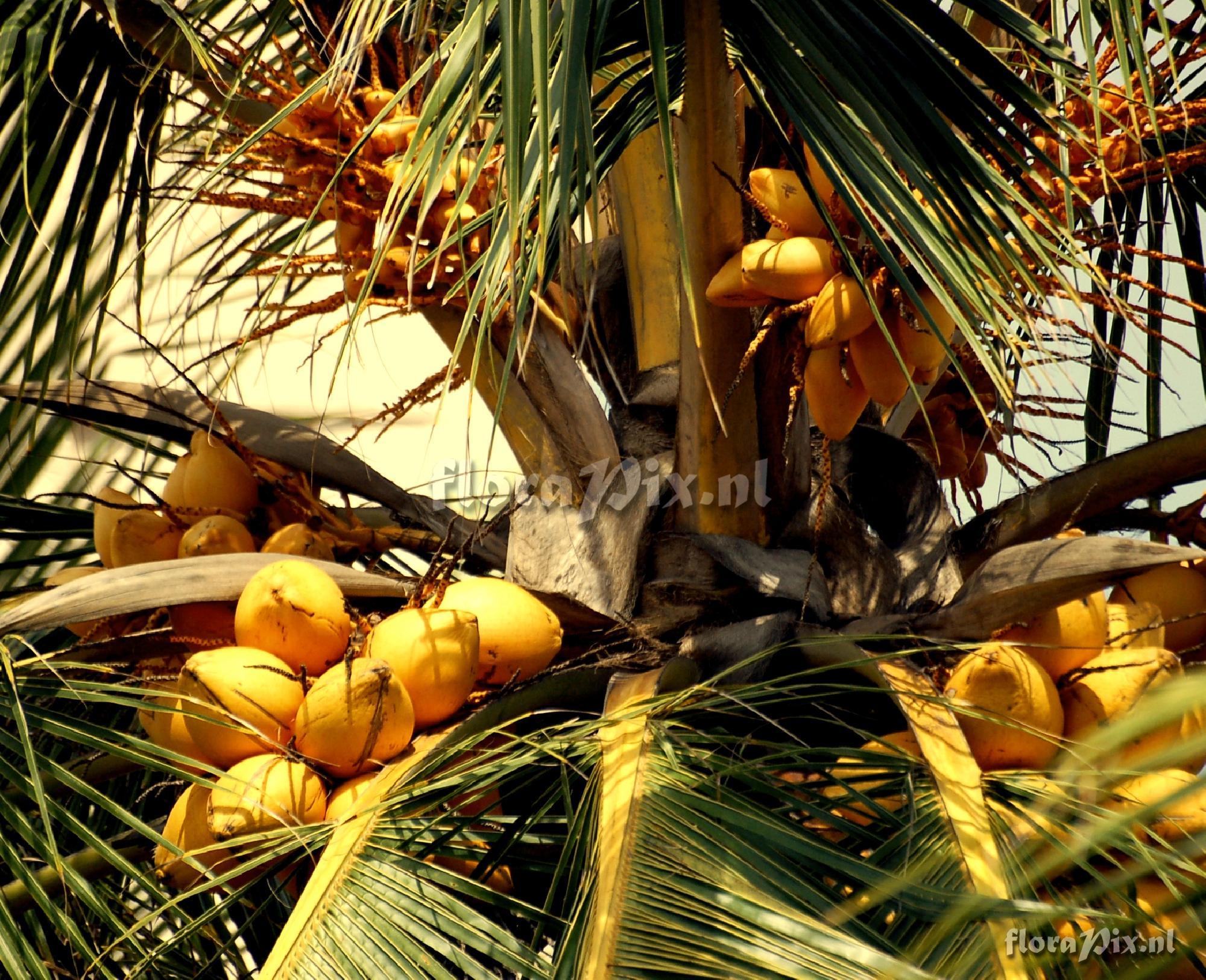Cocos nucifera  Coconut palm