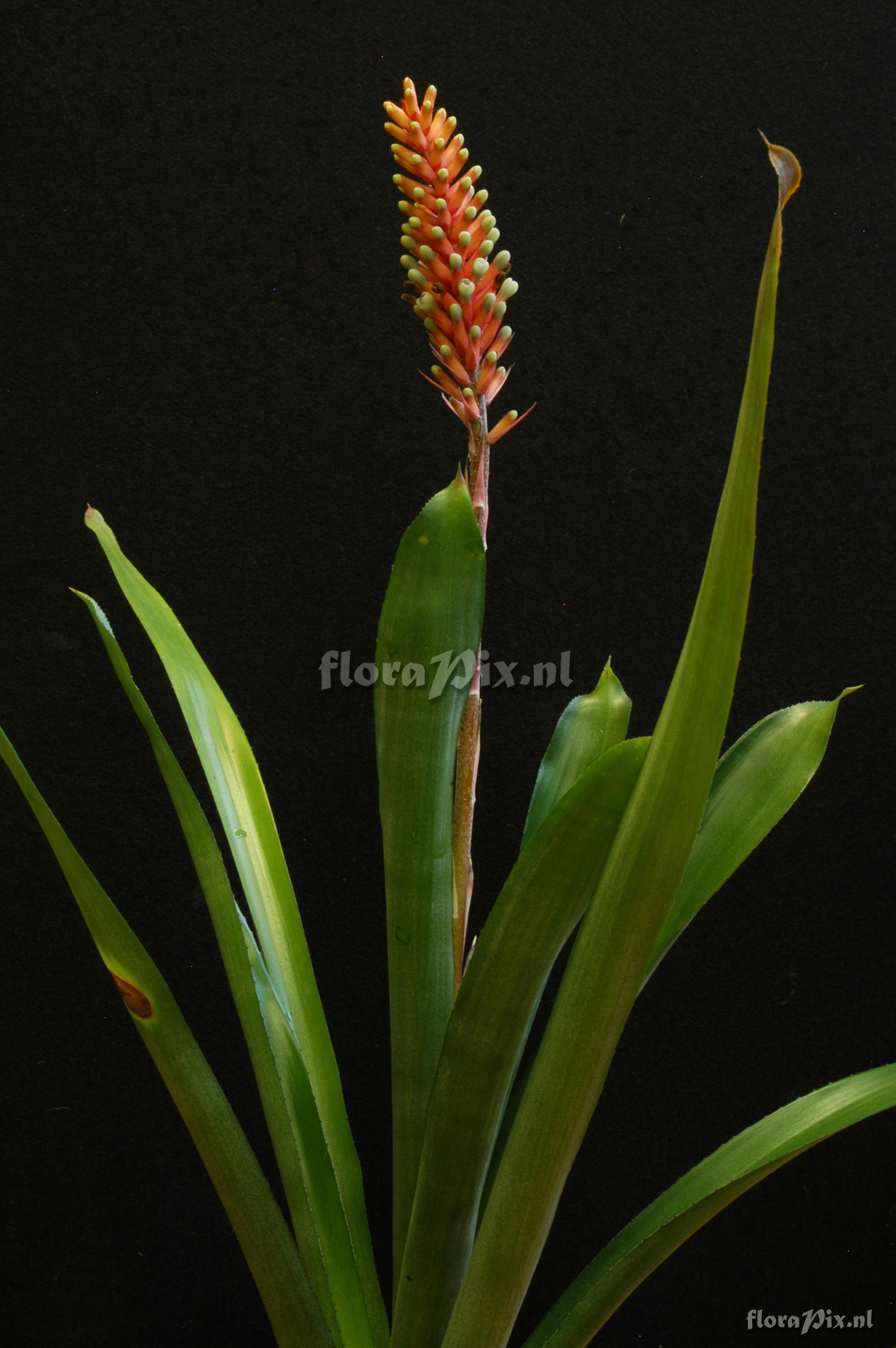 Aechmea comata var. comata