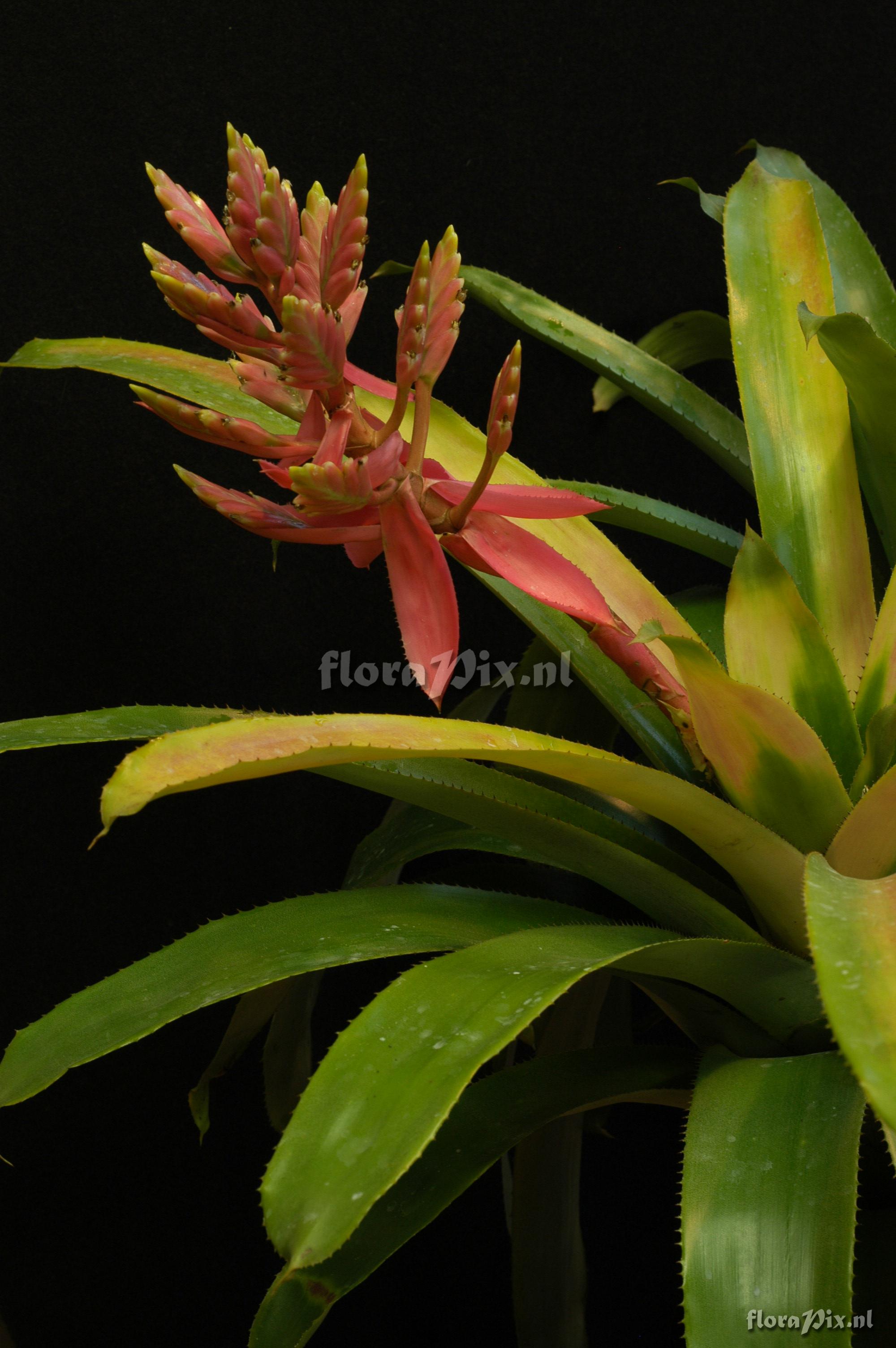 Aechmea cucullata