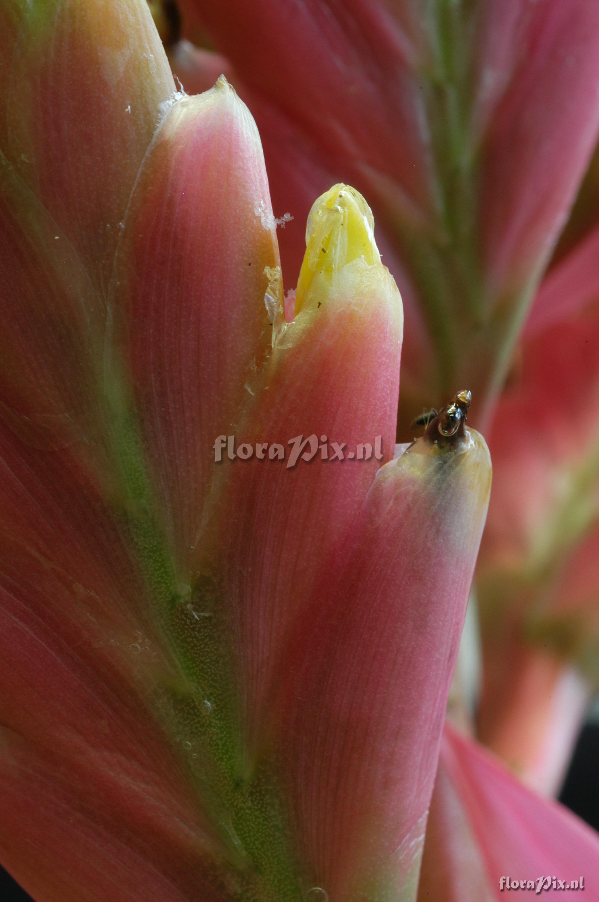 Aechmea cucullata